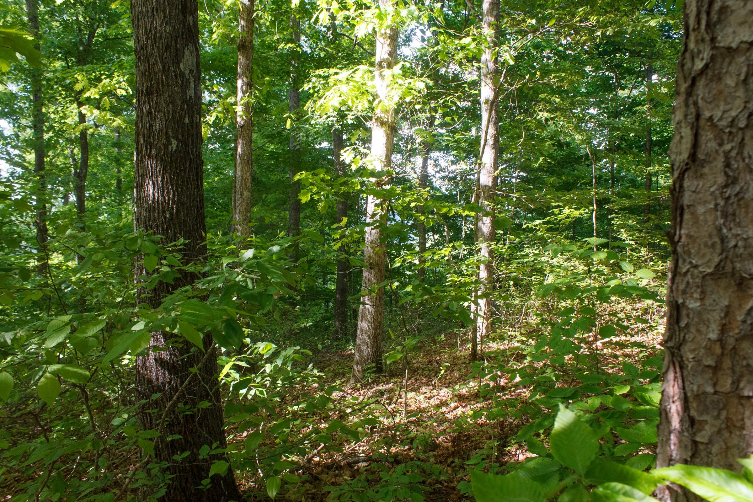 Riverbend Tract 22 photo 7