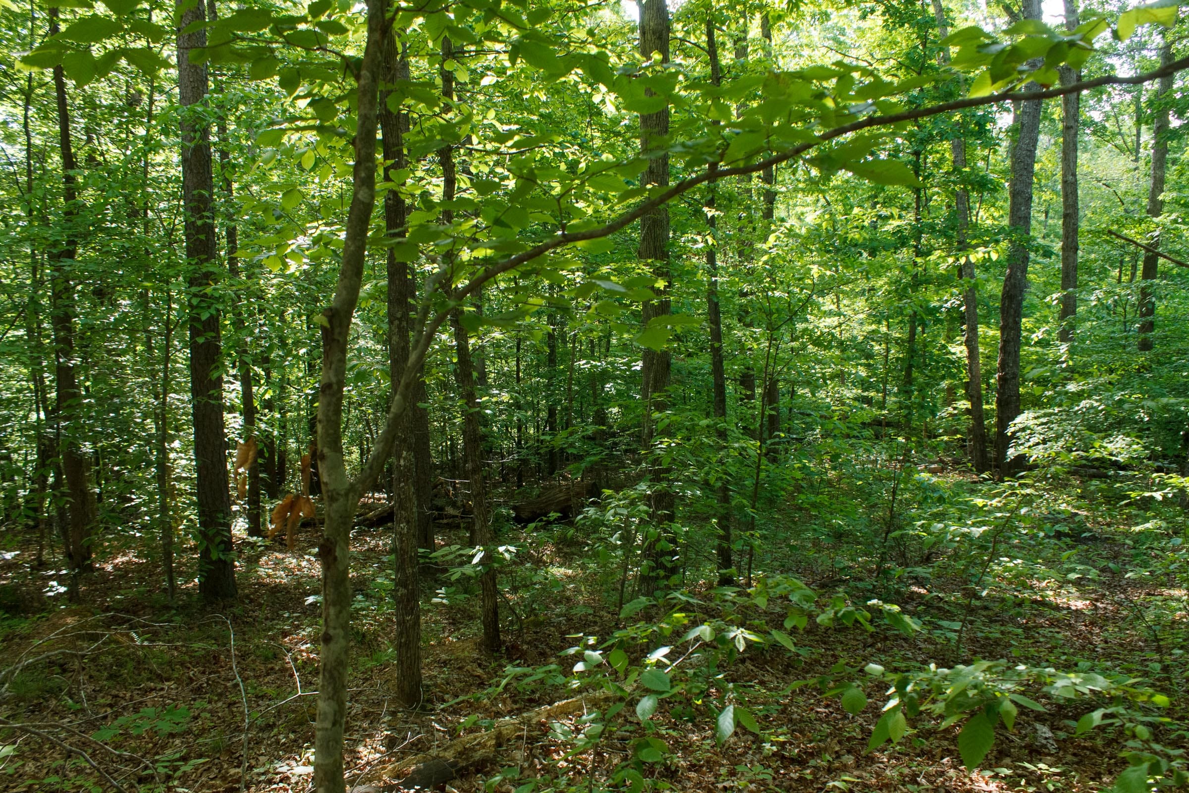 Riverbend Tract 22 photo 8