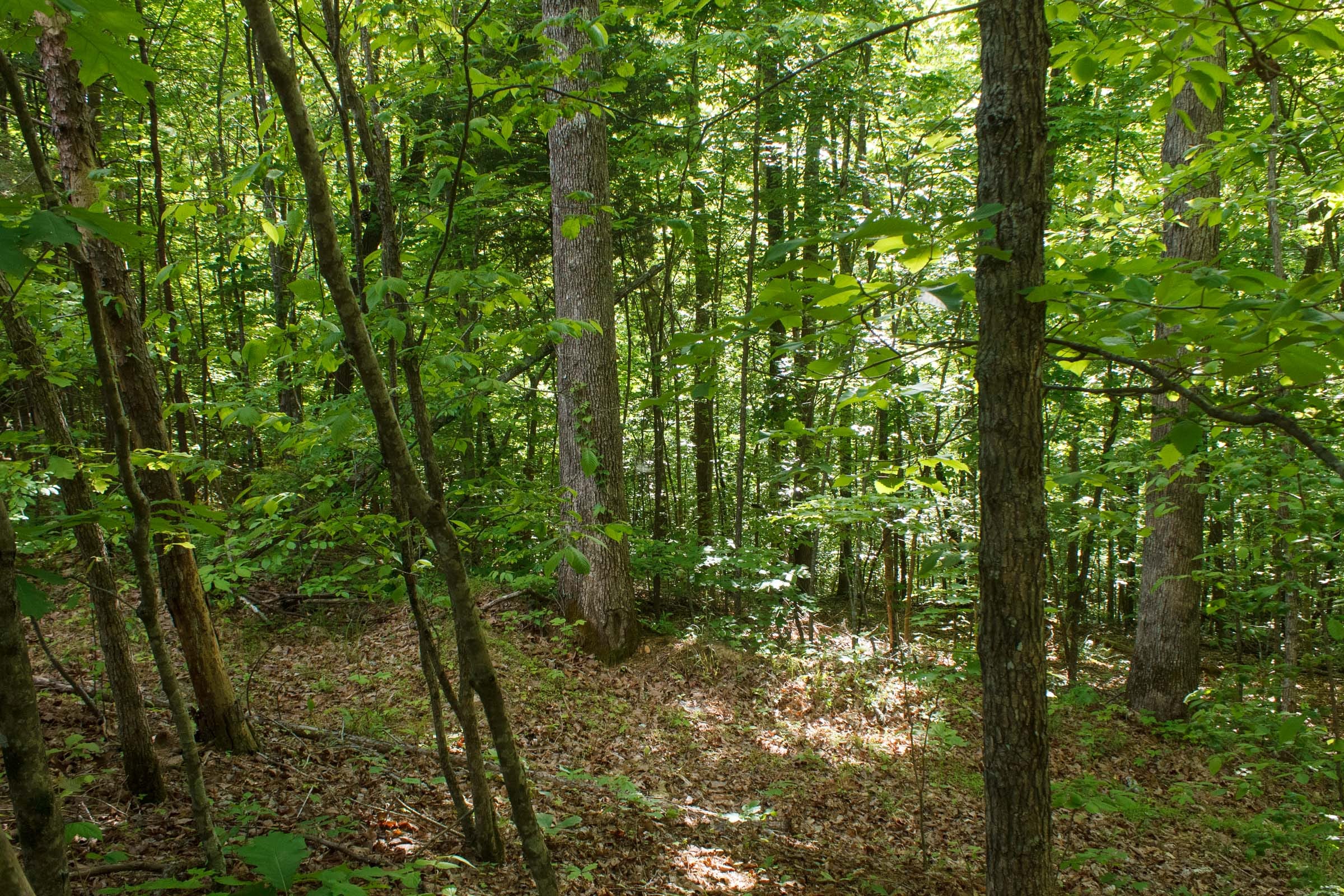 Riverbend Tract 22 photo 9