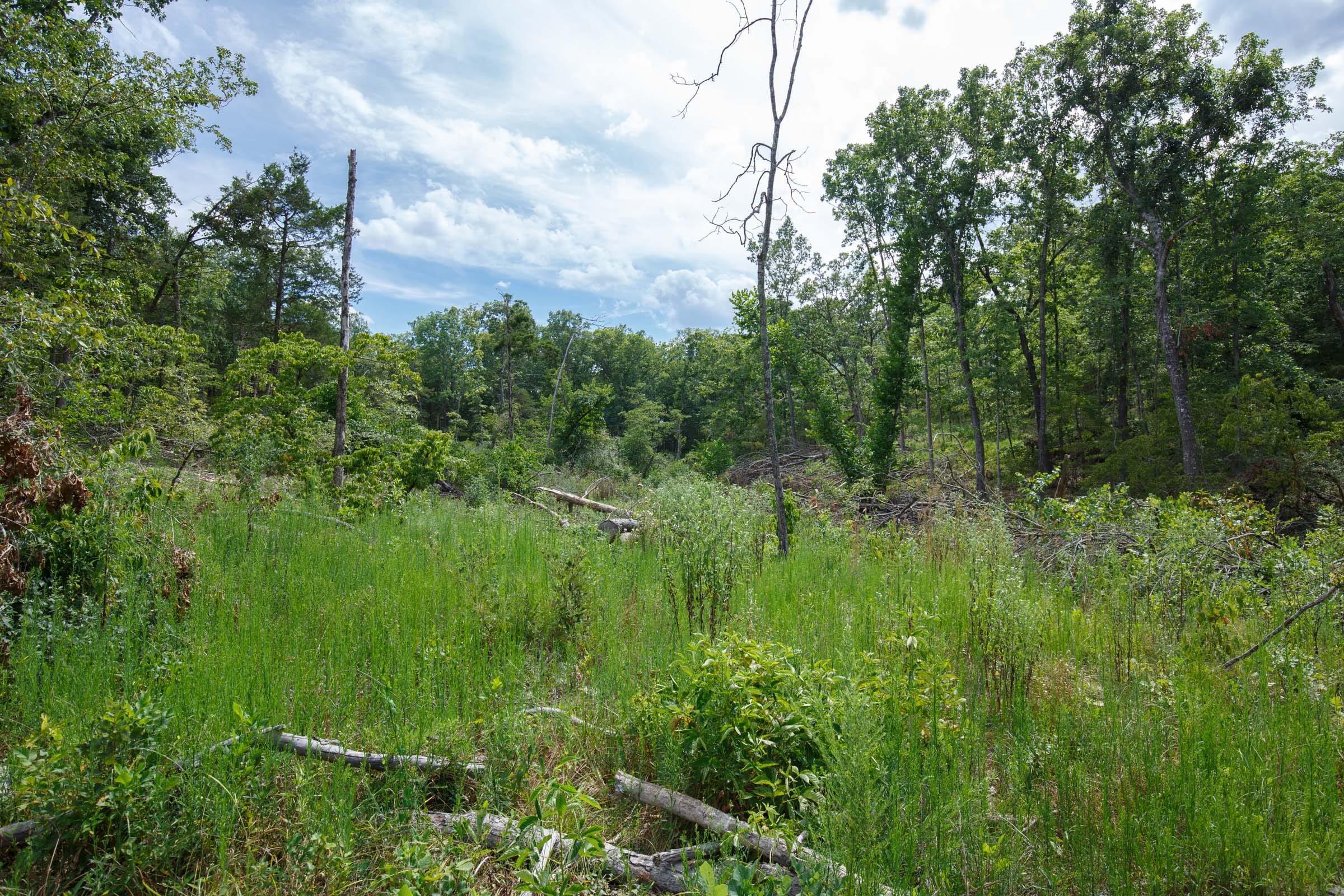 Wildwood Tract 31 photo 6
