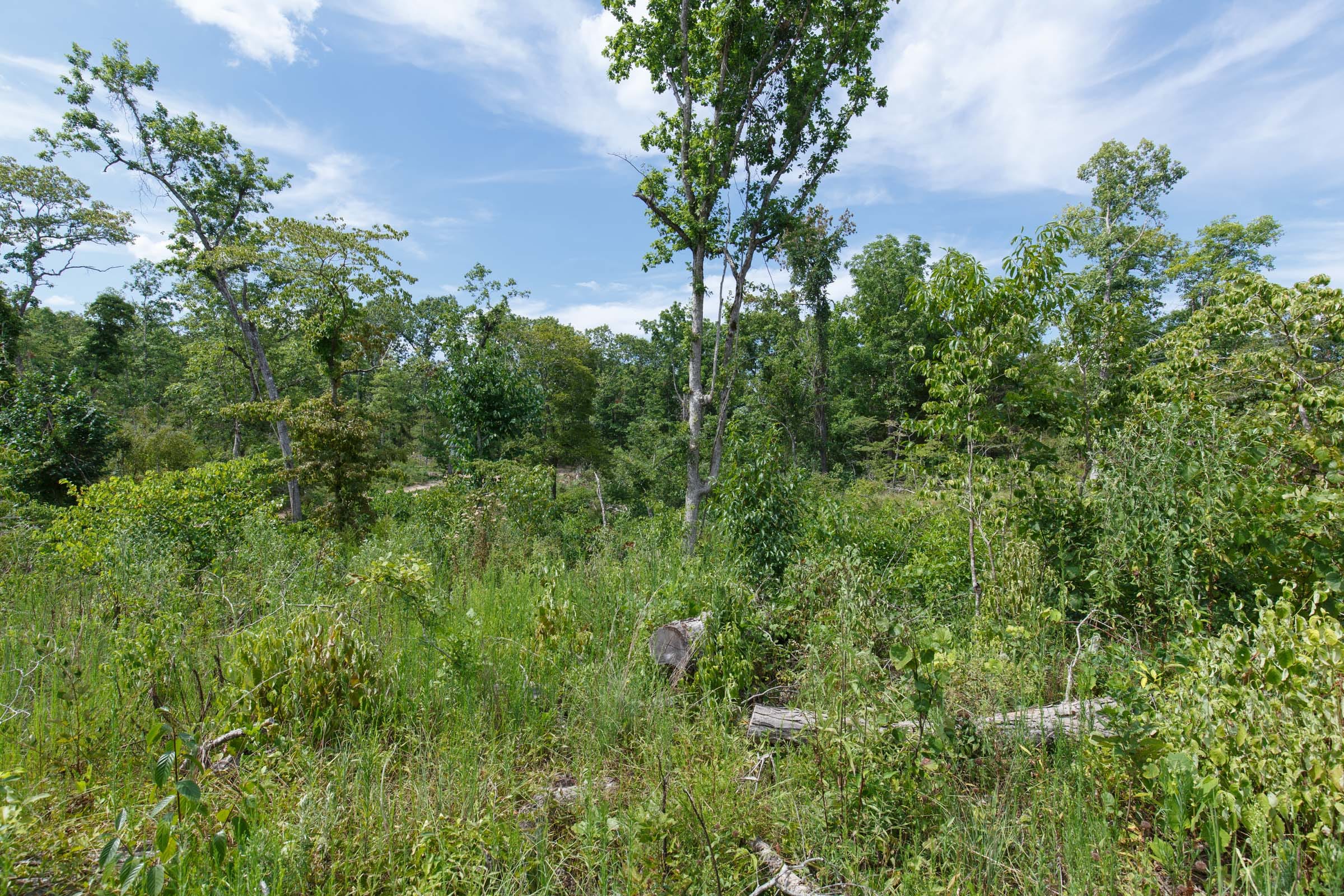 Wildwood Tract 31 photo 8