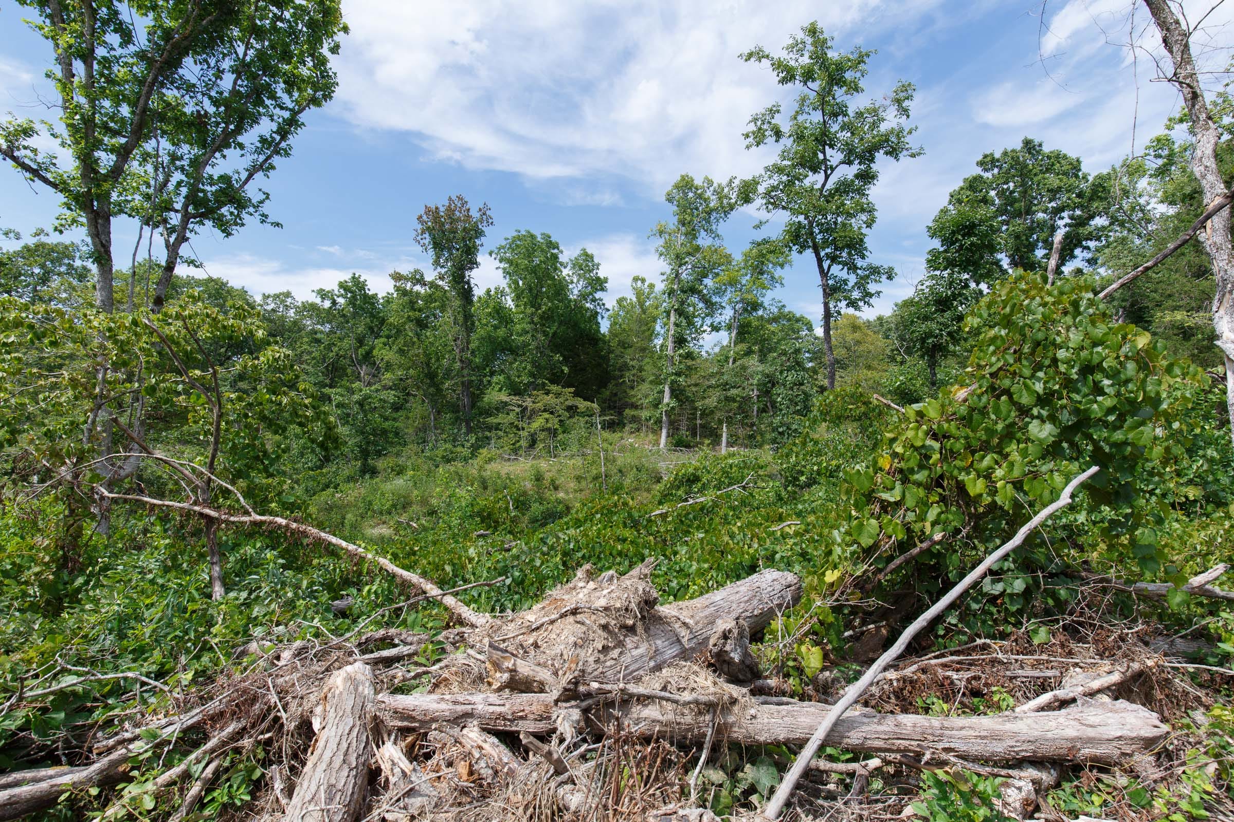 Wildwood Tract 31 photo 11