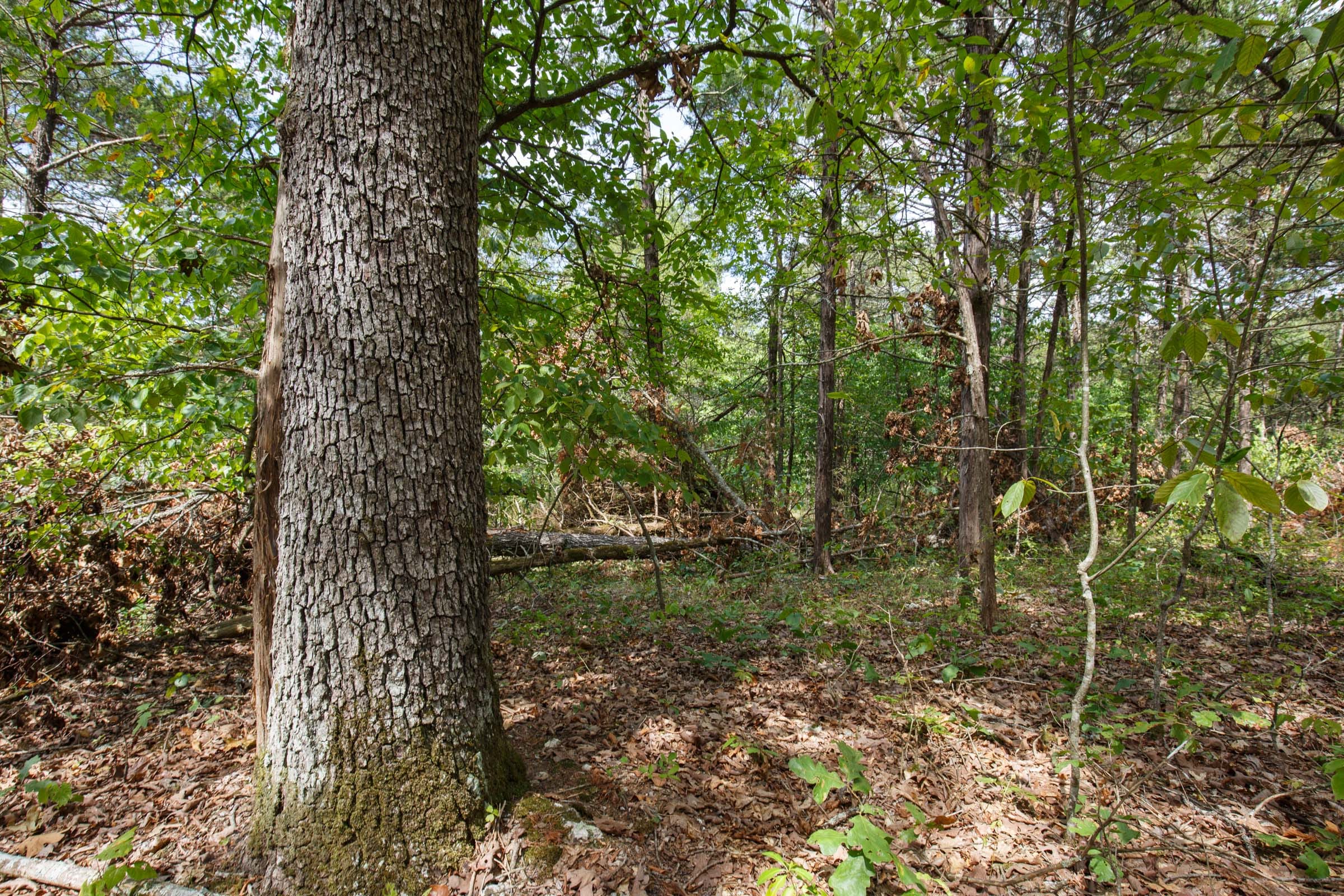 Wildwood Tract 31 photo 9