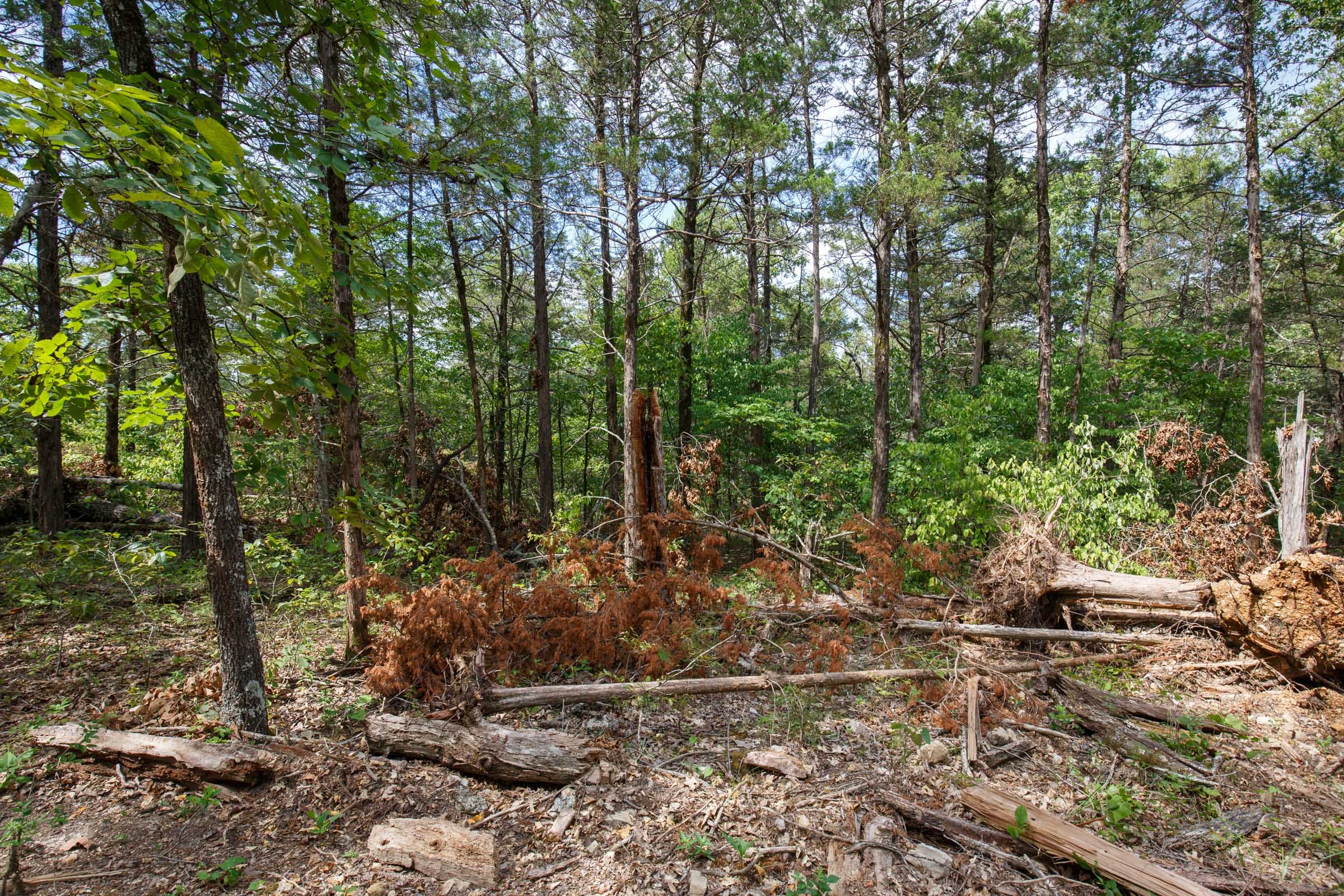 Wildwood Tract 31 photo 12