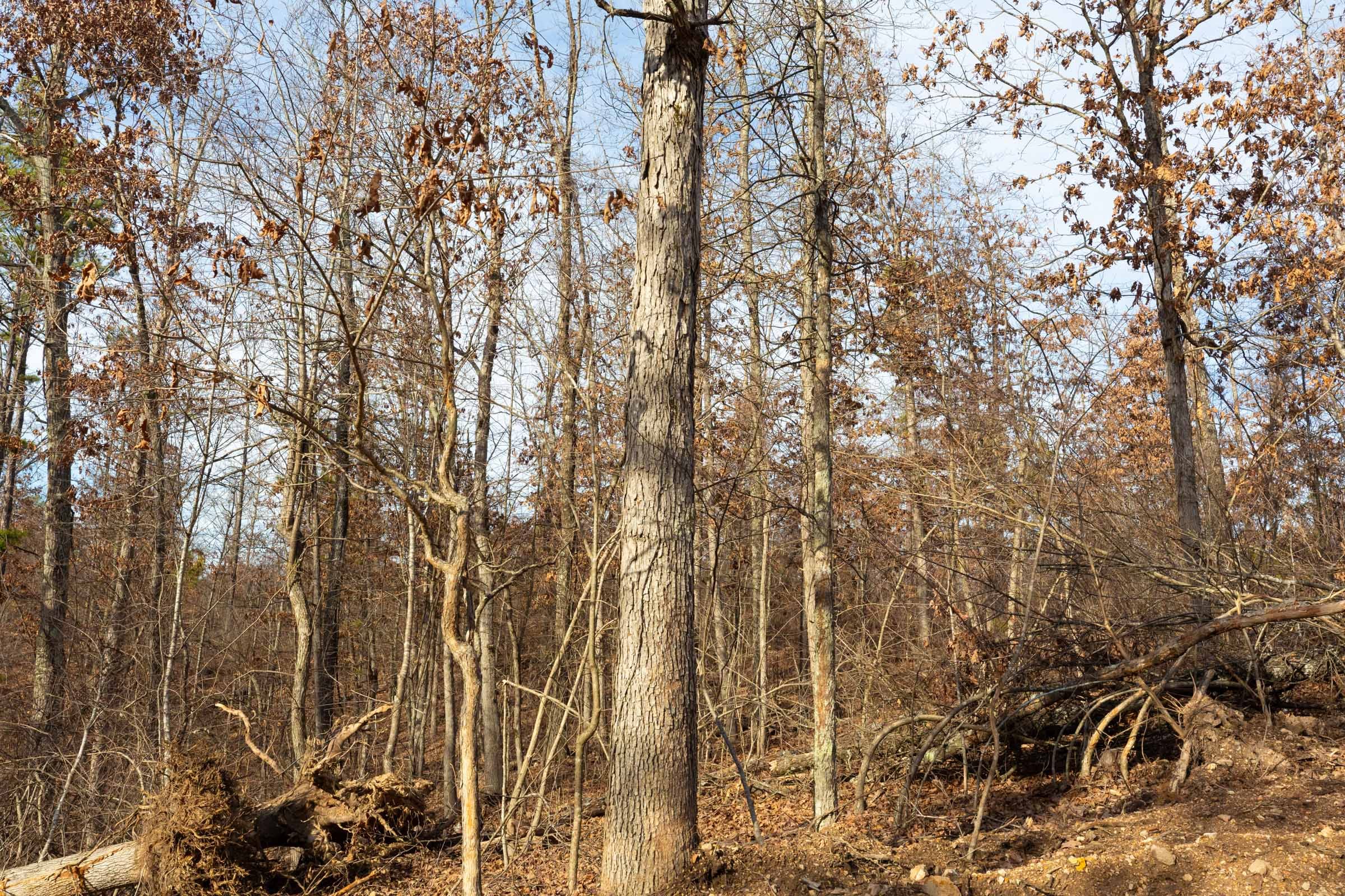Windy Ridge Tract 7 photo 7