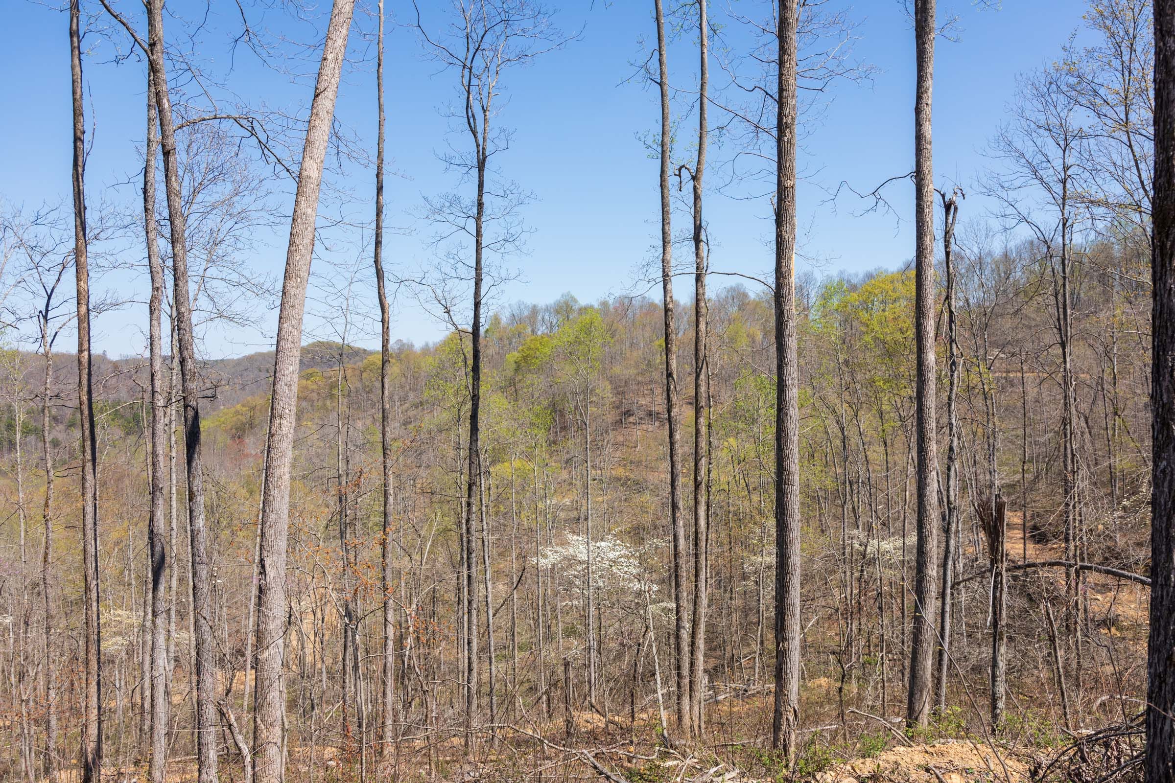 Creek Hollow Phase I Tract 45 photo 8