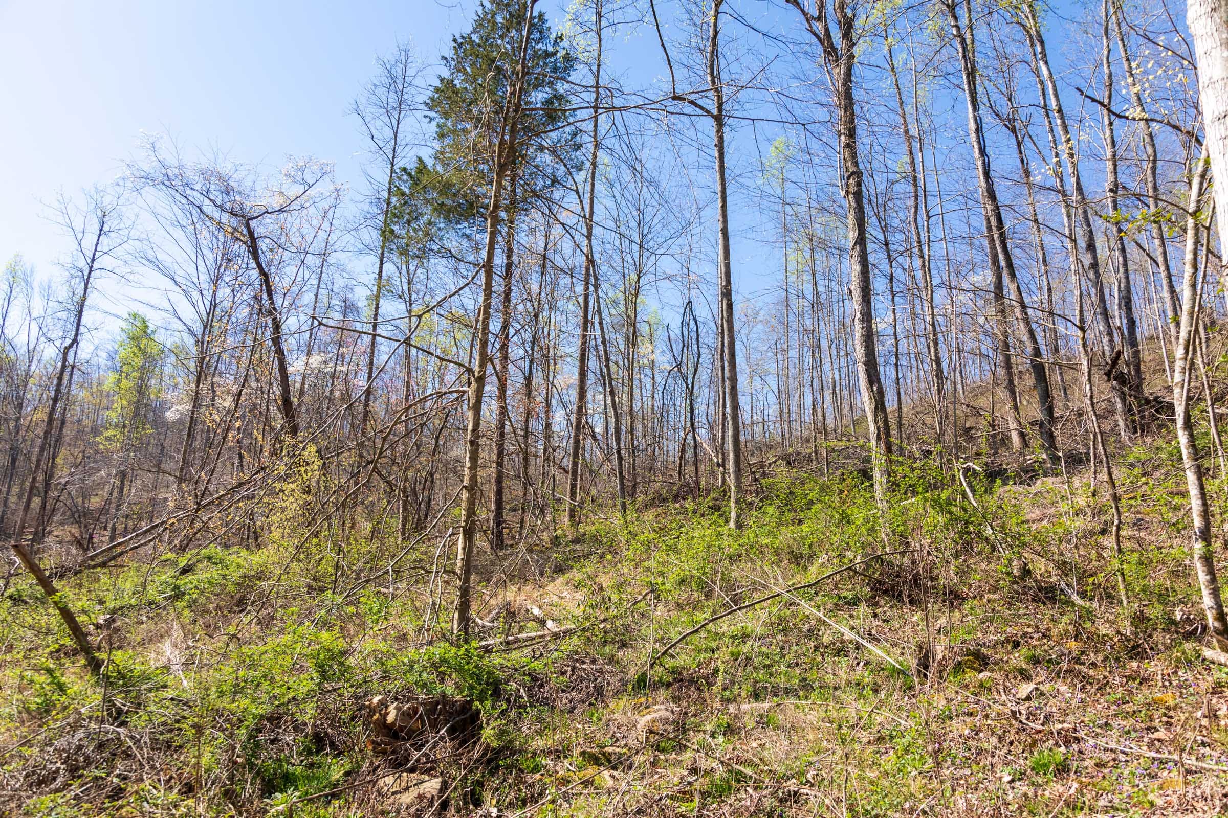 Creek Hollow Phase I Tract 45 photo 12