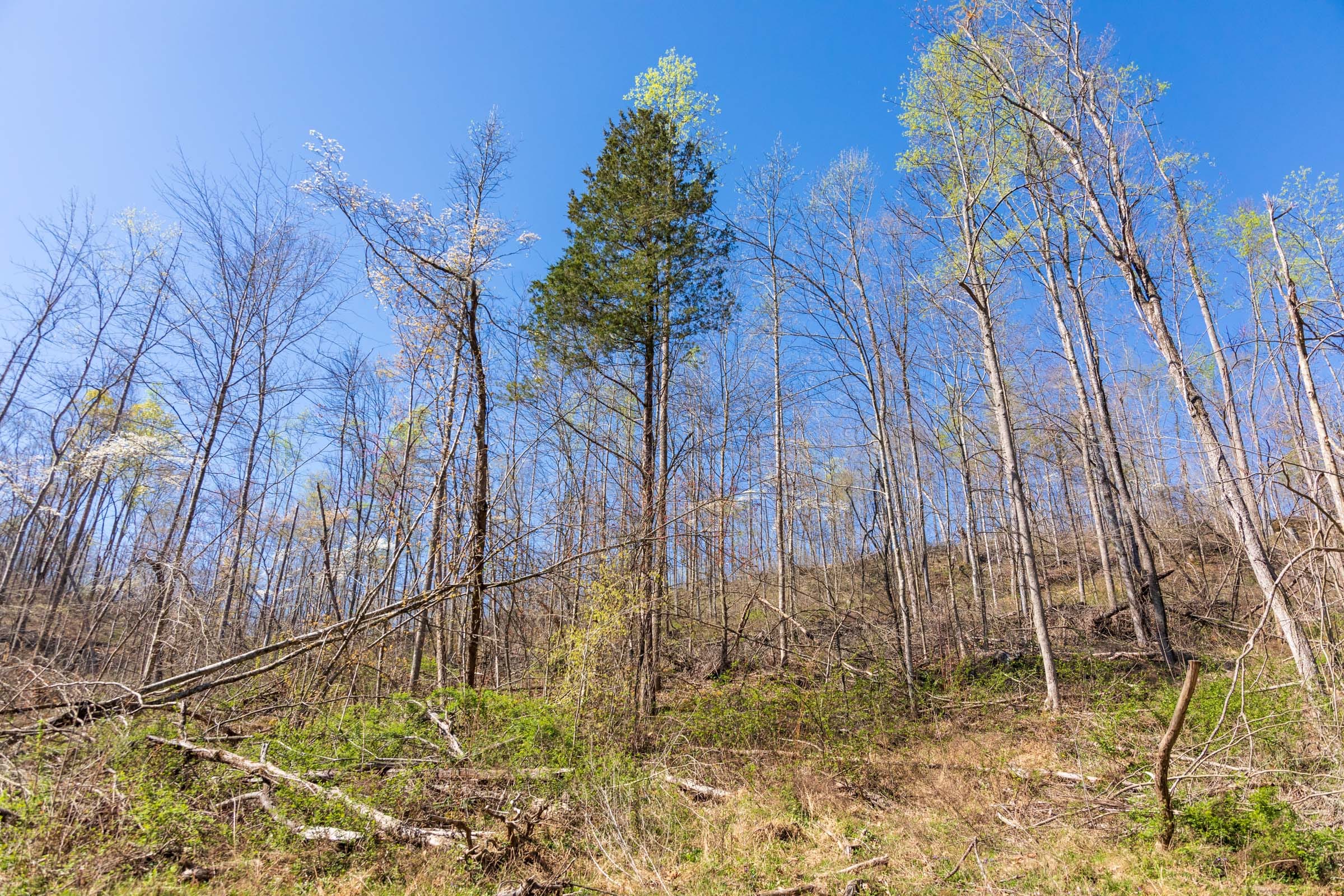 Creek Hollow Phase I Tract 45 photo 15