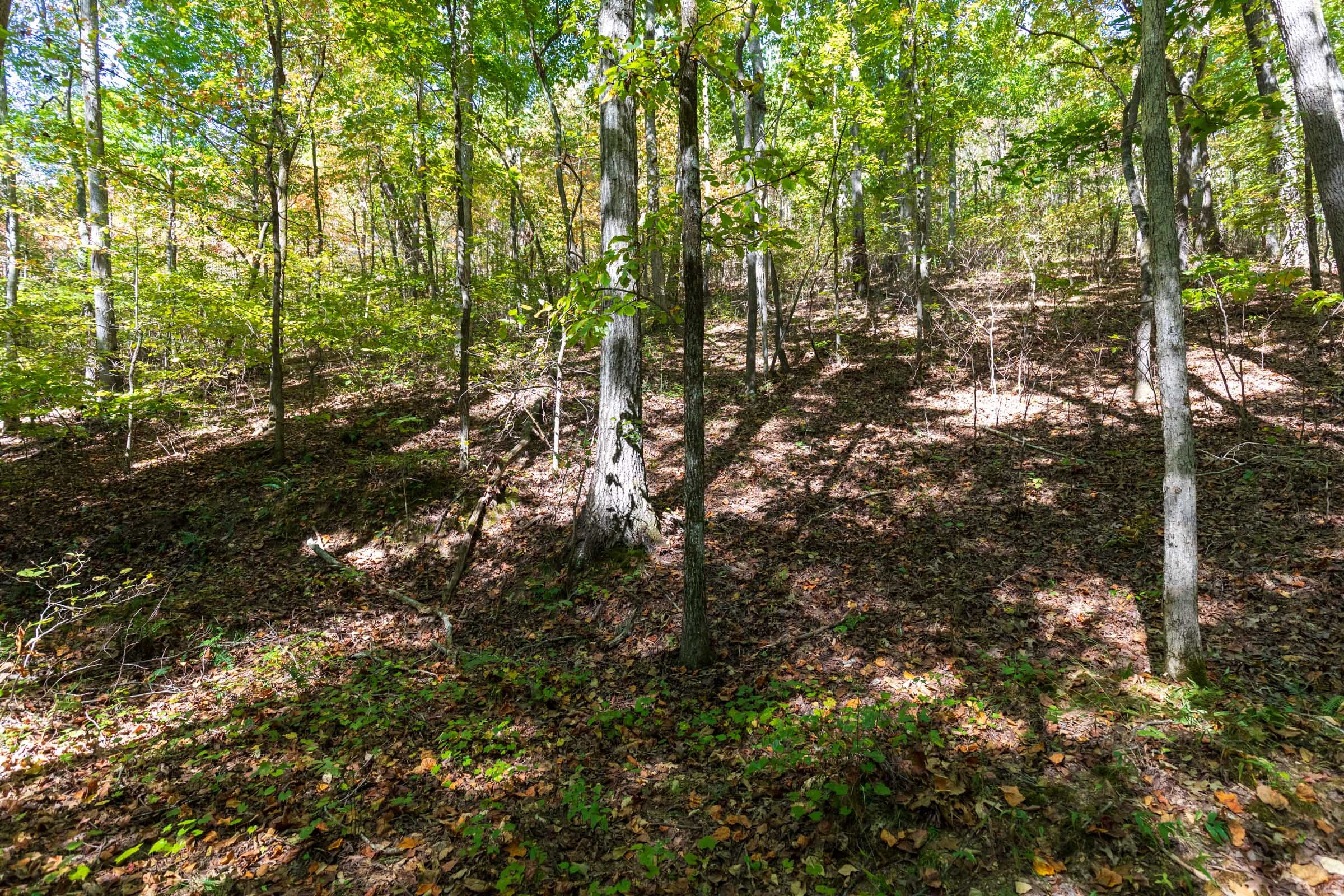 Bear Brook Tract 6 photo 2