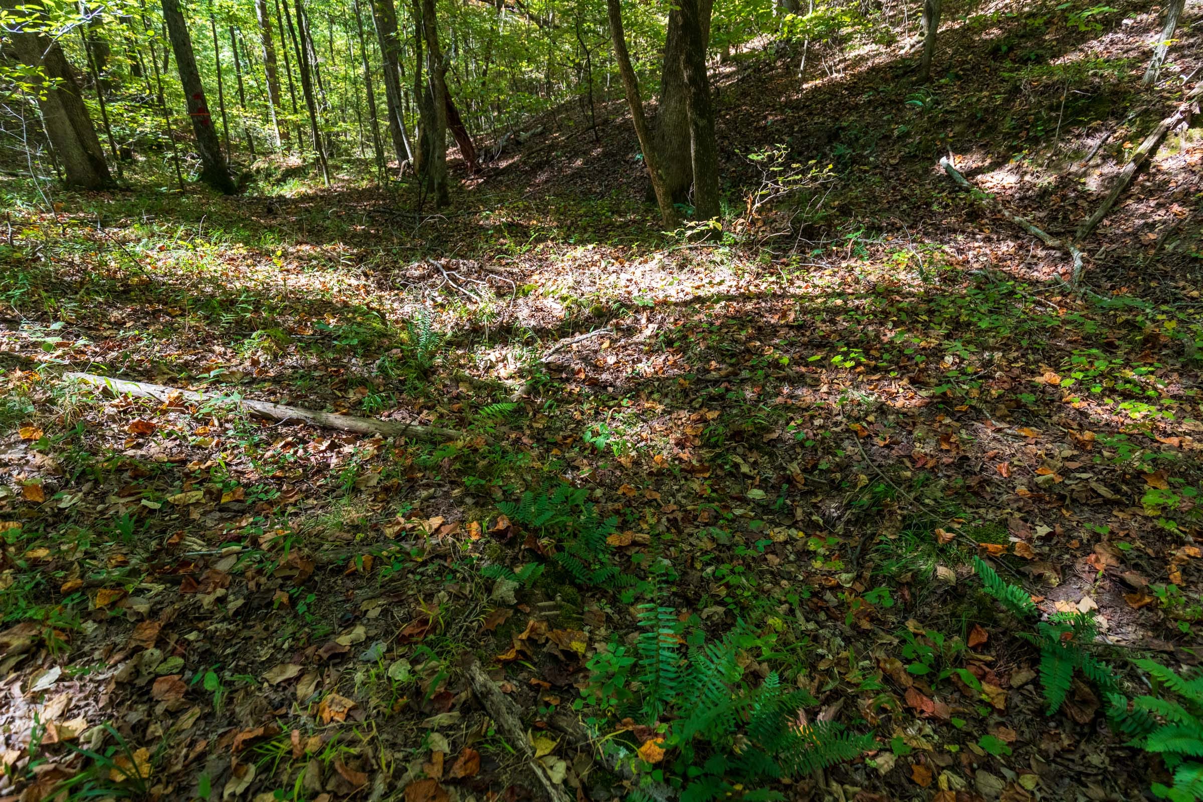 Bear Brook Tract 6 photo 4