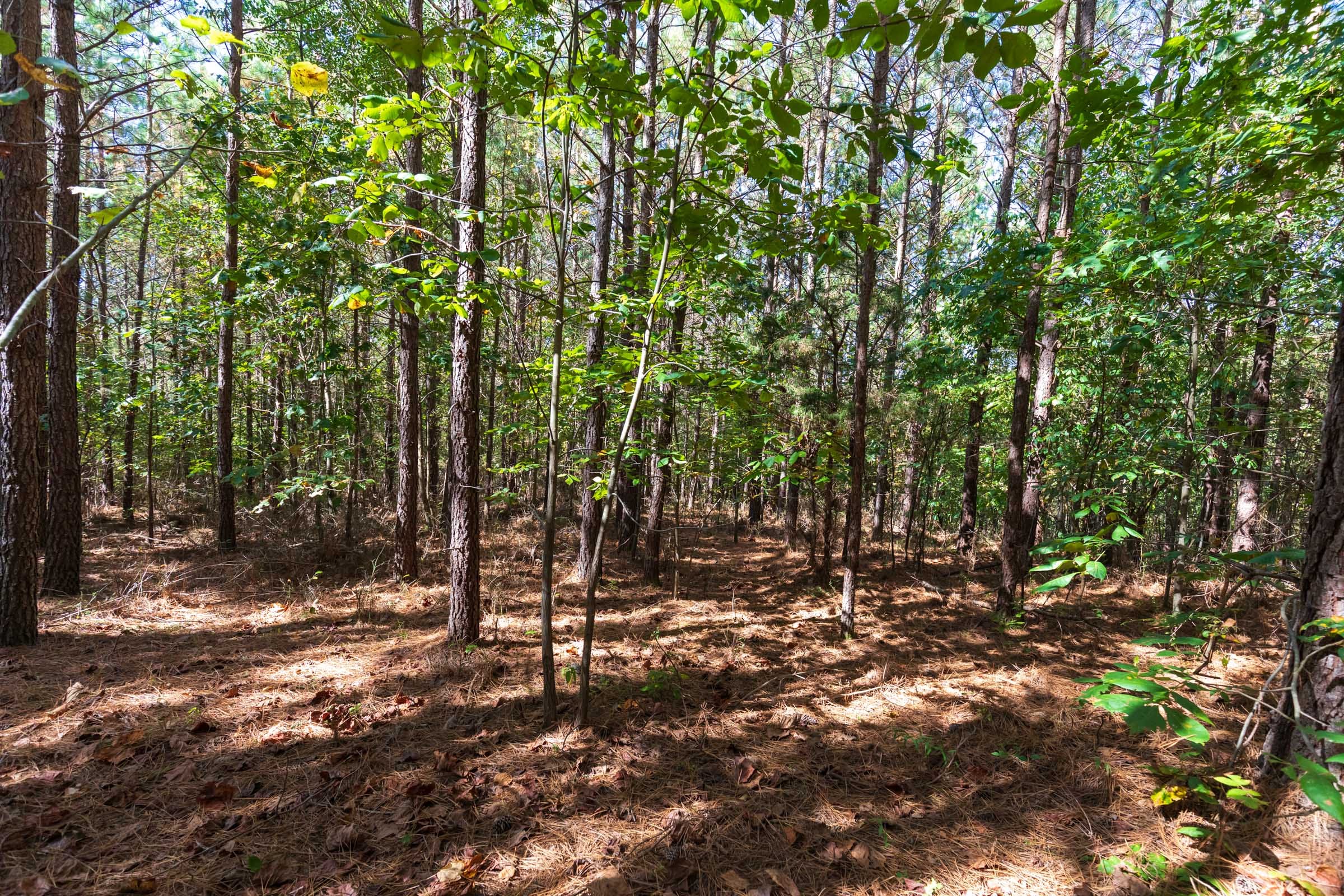Bear Brook Tract 6 photo 3