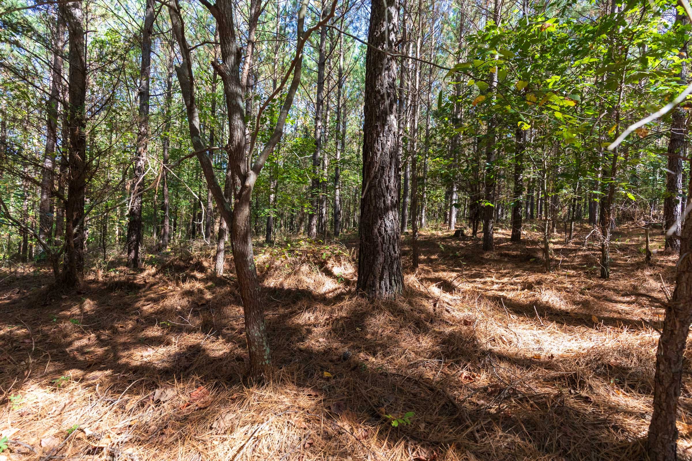 Bear Brook Tract 6 photo 7