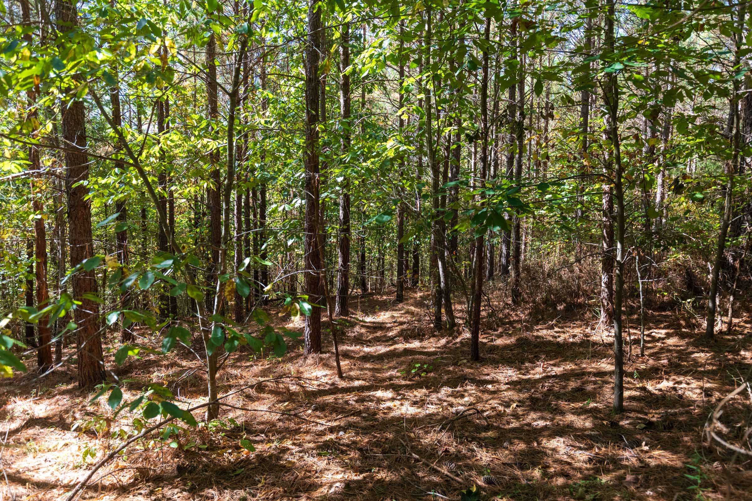 Bear Brook Tract 6 photo 8