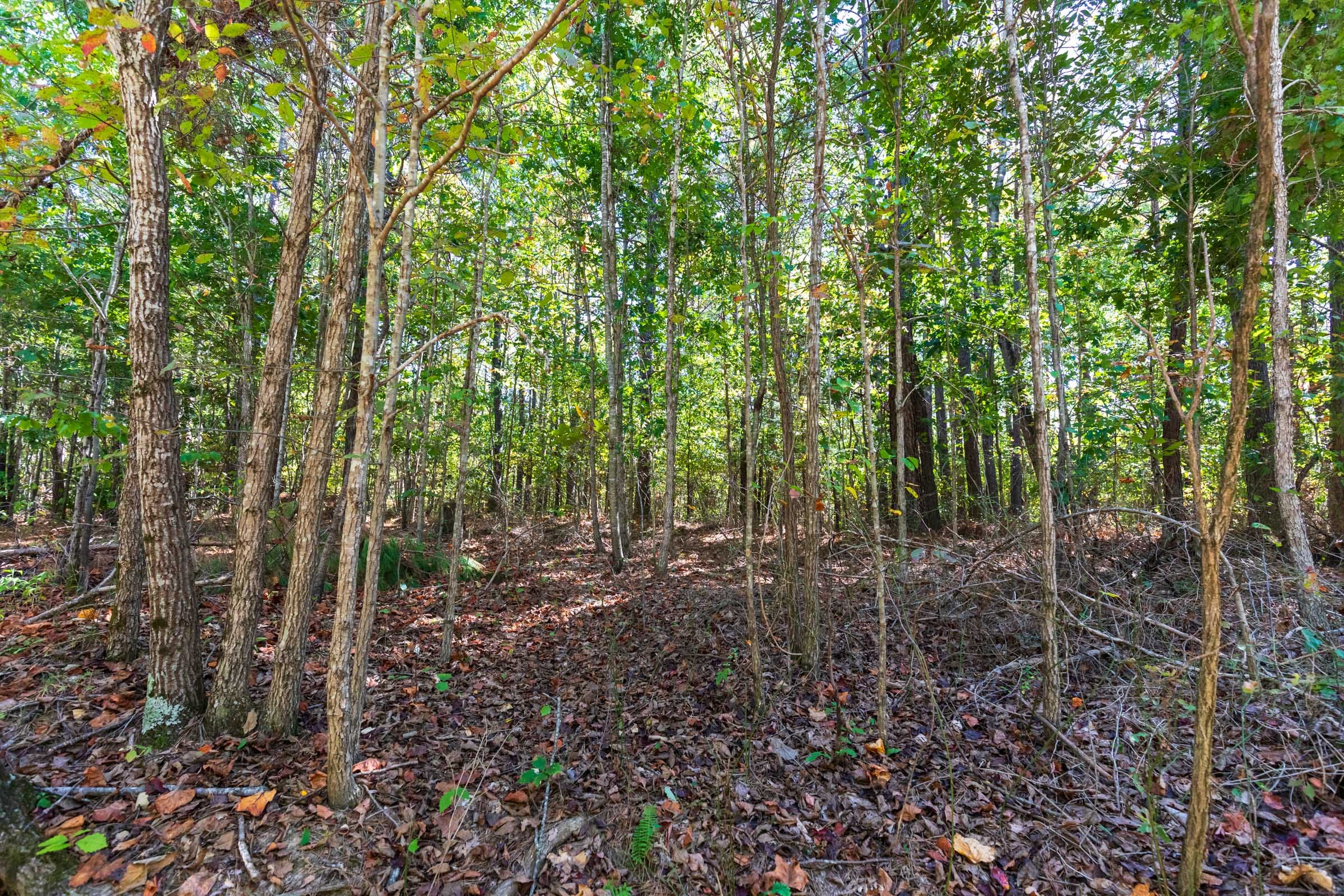 Bear Brook Tract 6 photo 5