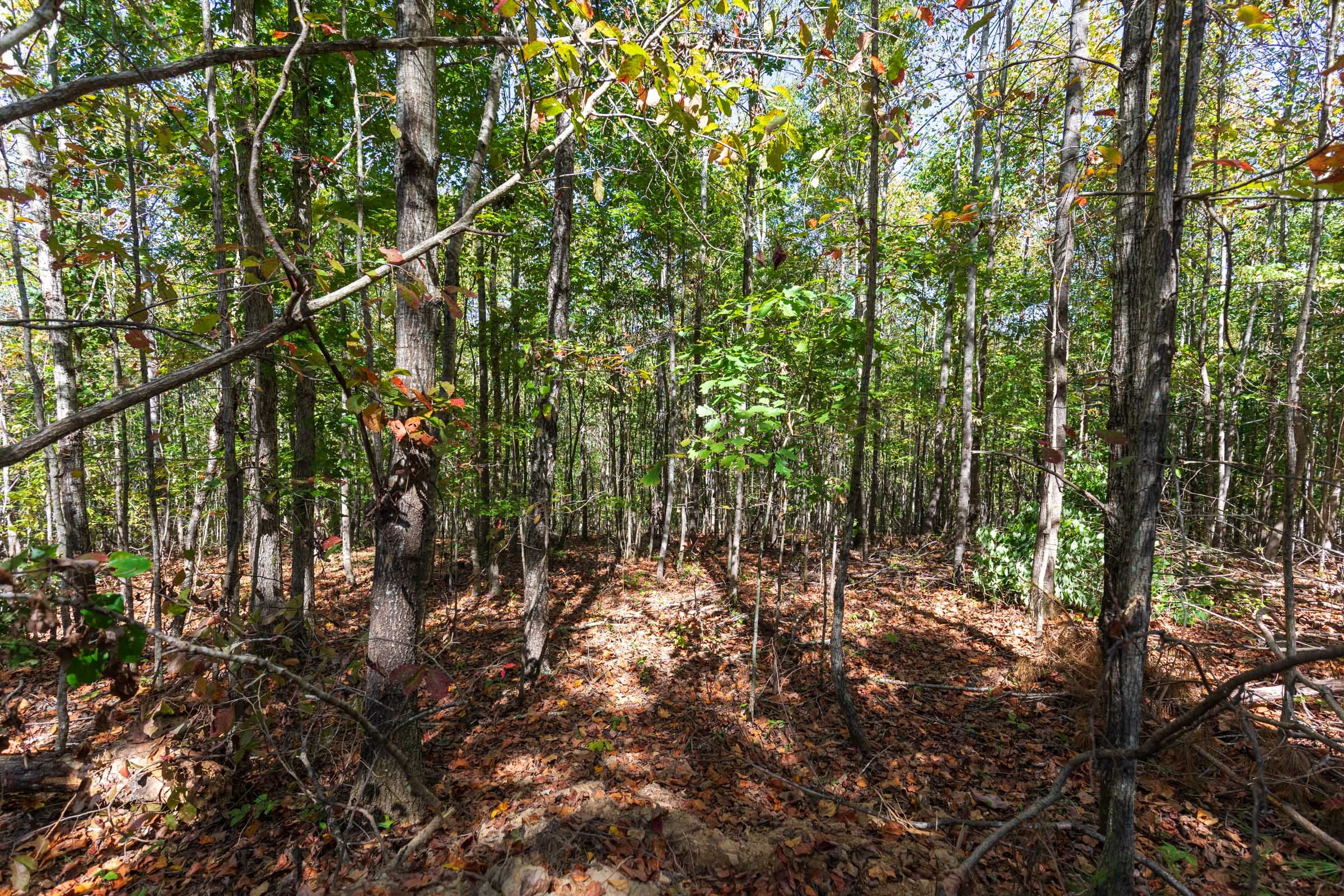 Bear Brook Tract 6 photo 10