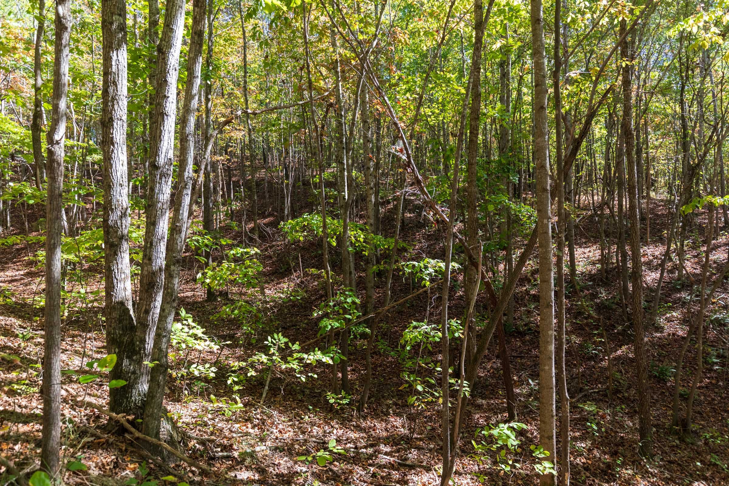 Bear Brook Tract 6 photo 13