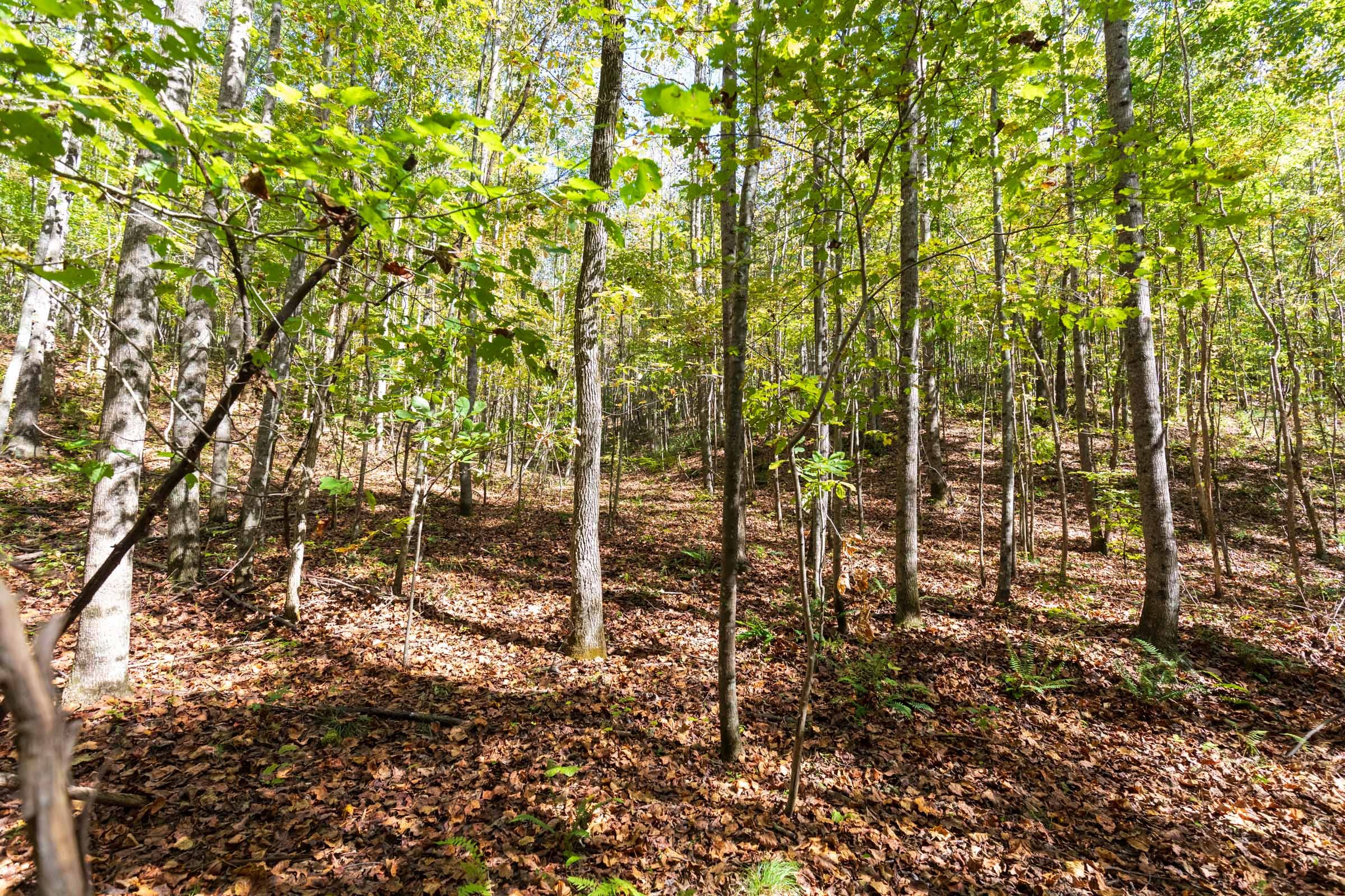Bear Brook Tract 6 photo 14