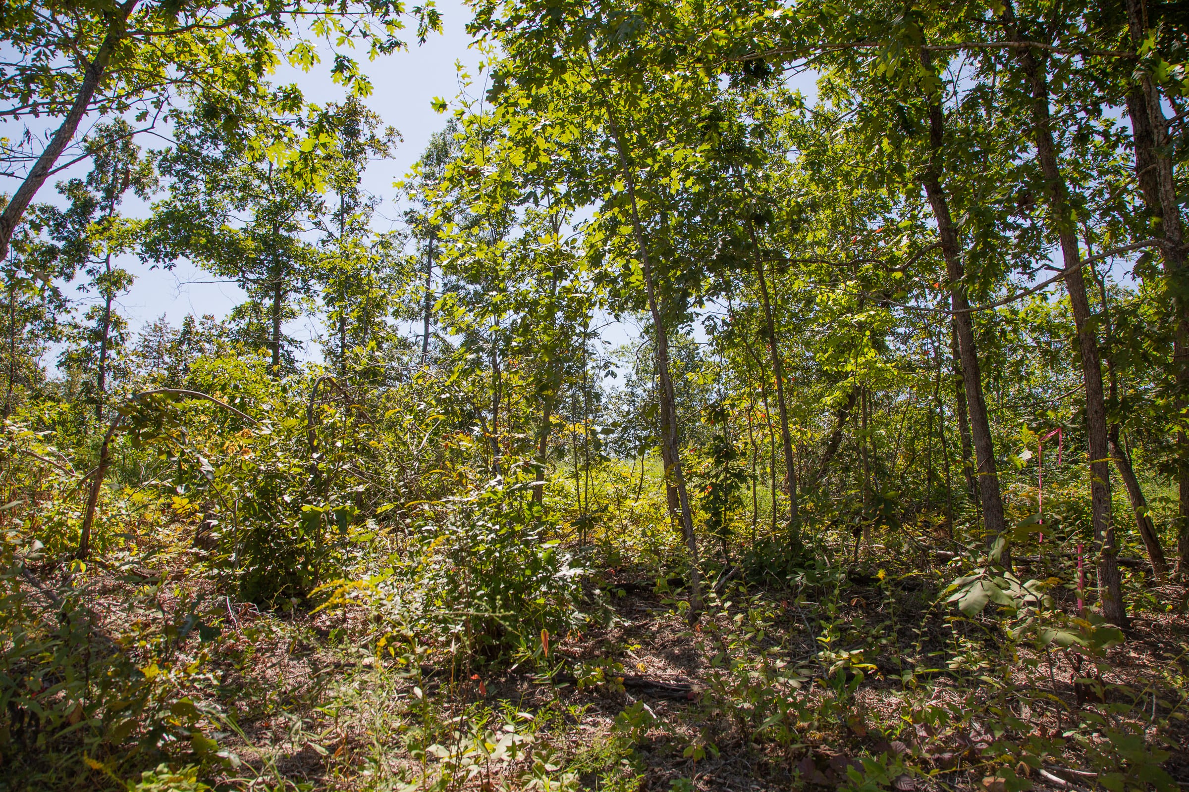 Borgmann’s Hollow Phase III Tract 88 photo 3