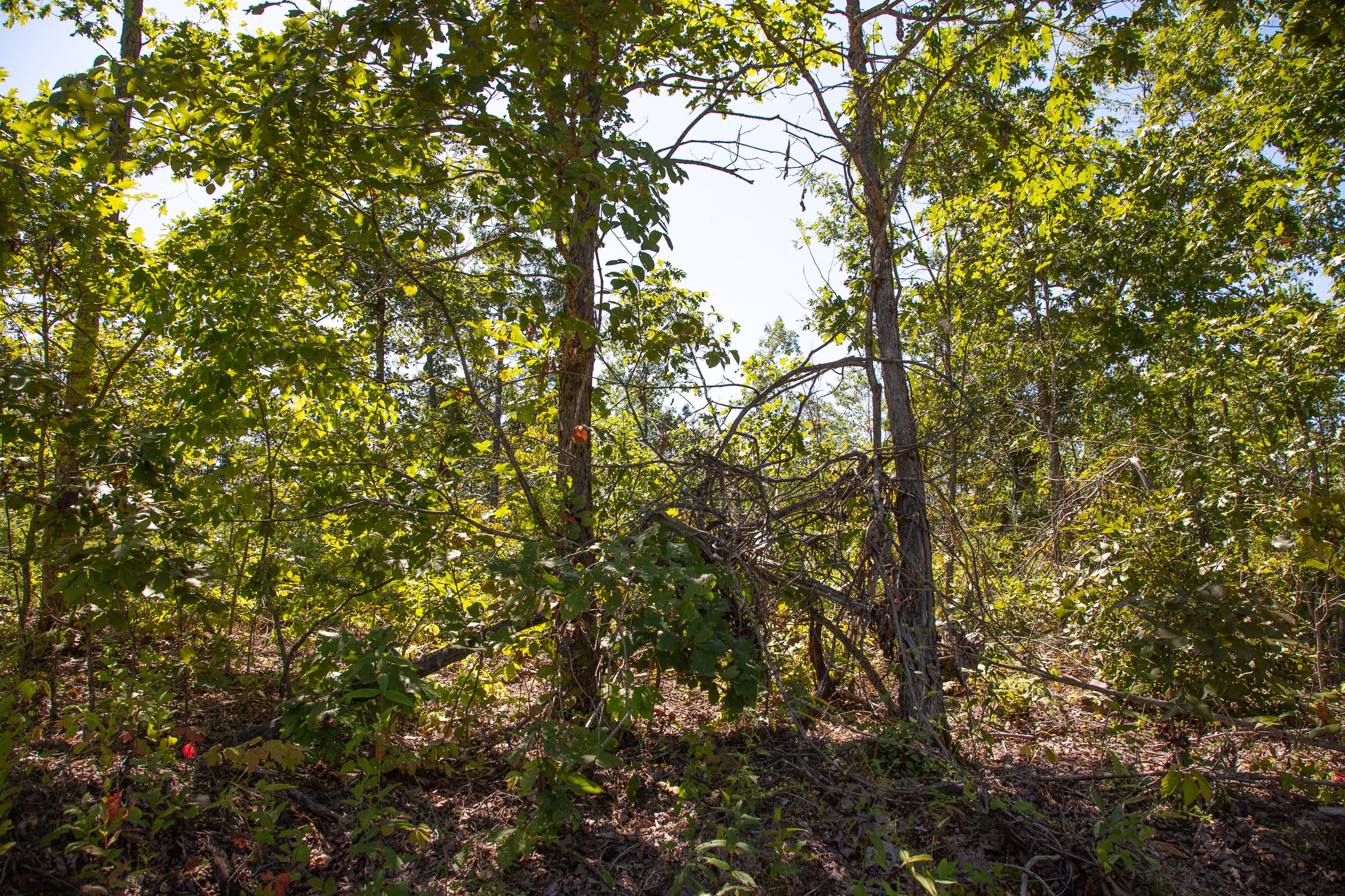 Borgmann’s Hollow Phase III Tract 88 photo 4