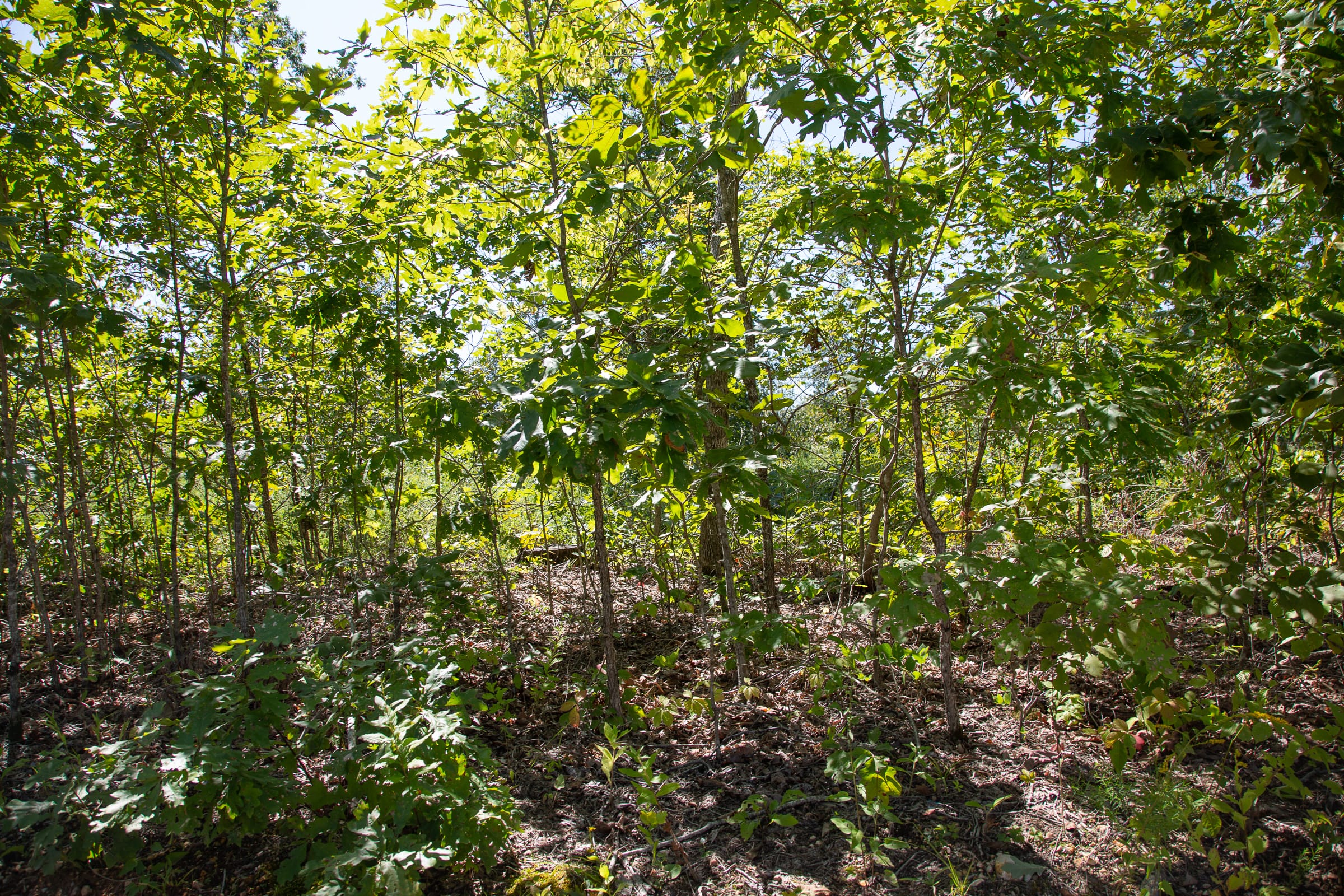Borgmann’s Hollow Phase III Tract 88 photo 5