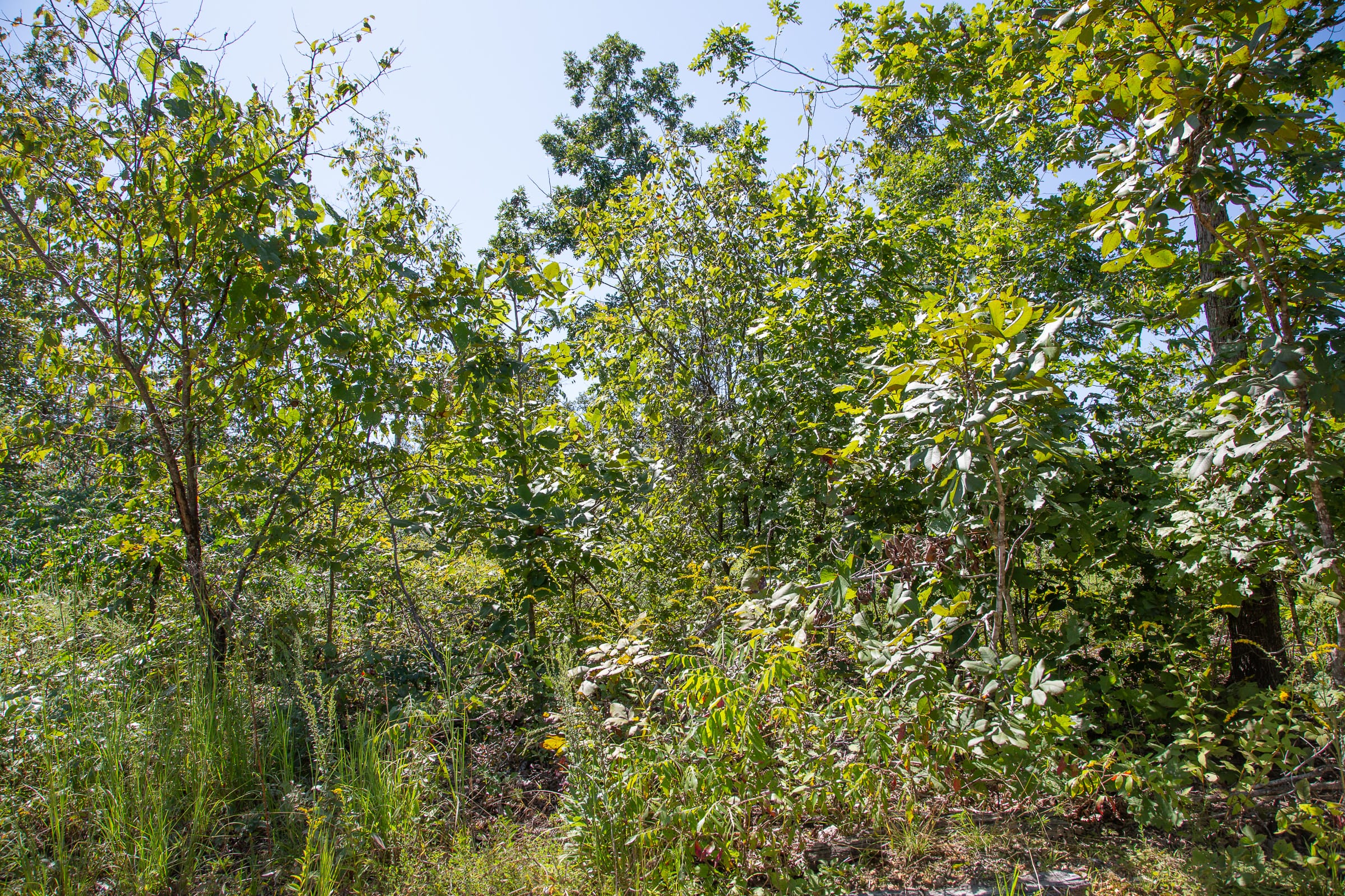 Borgmann’s Hollow Phase III Tract 88 photo 6