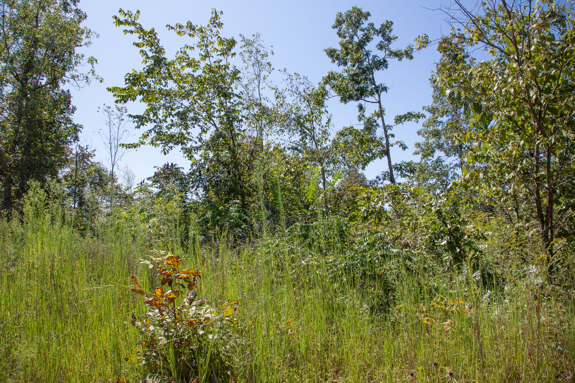 Borgmann’s Hollow Phase III Tract 88 photo 8