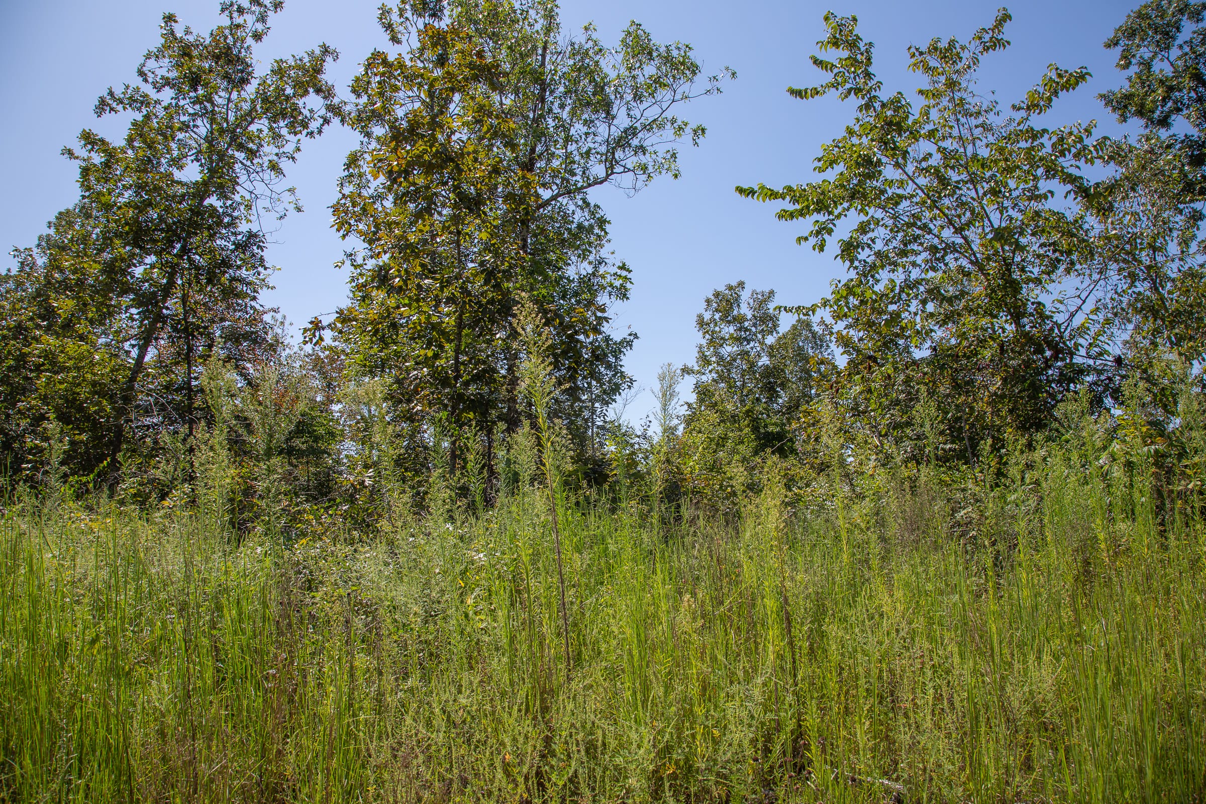 Borgmann’s Hollow Phase III Tract 88 photo 9