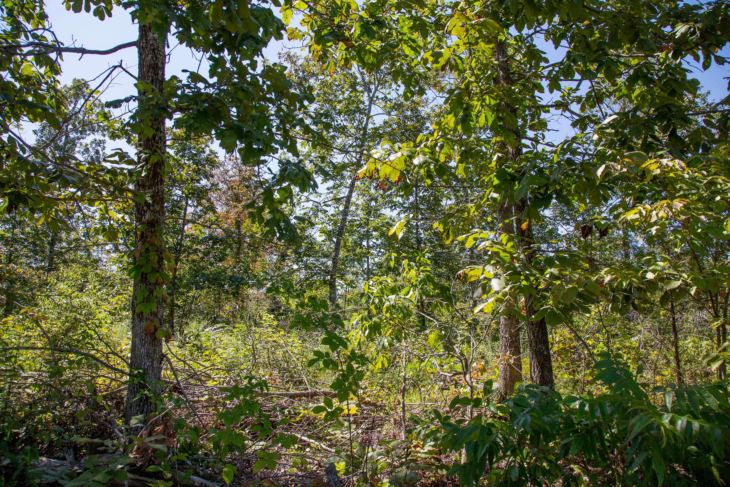 Borgmann’s Hollow Phase III Tract 88 photo 10
