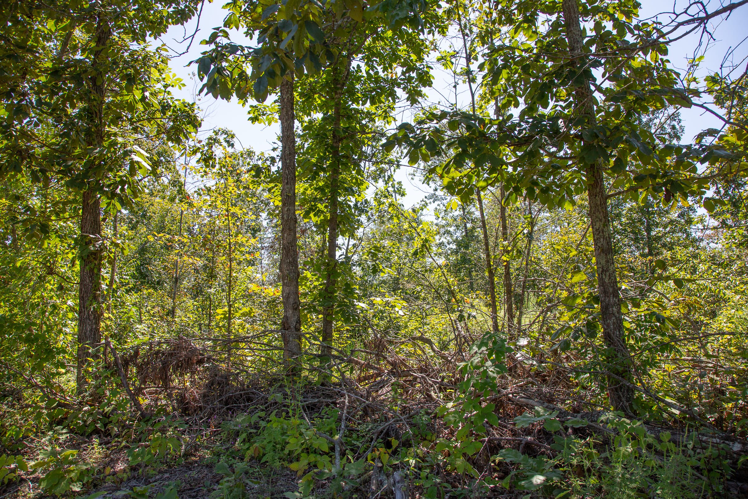 Borgmann’s Hollow Phase III Tract 88 photo 11