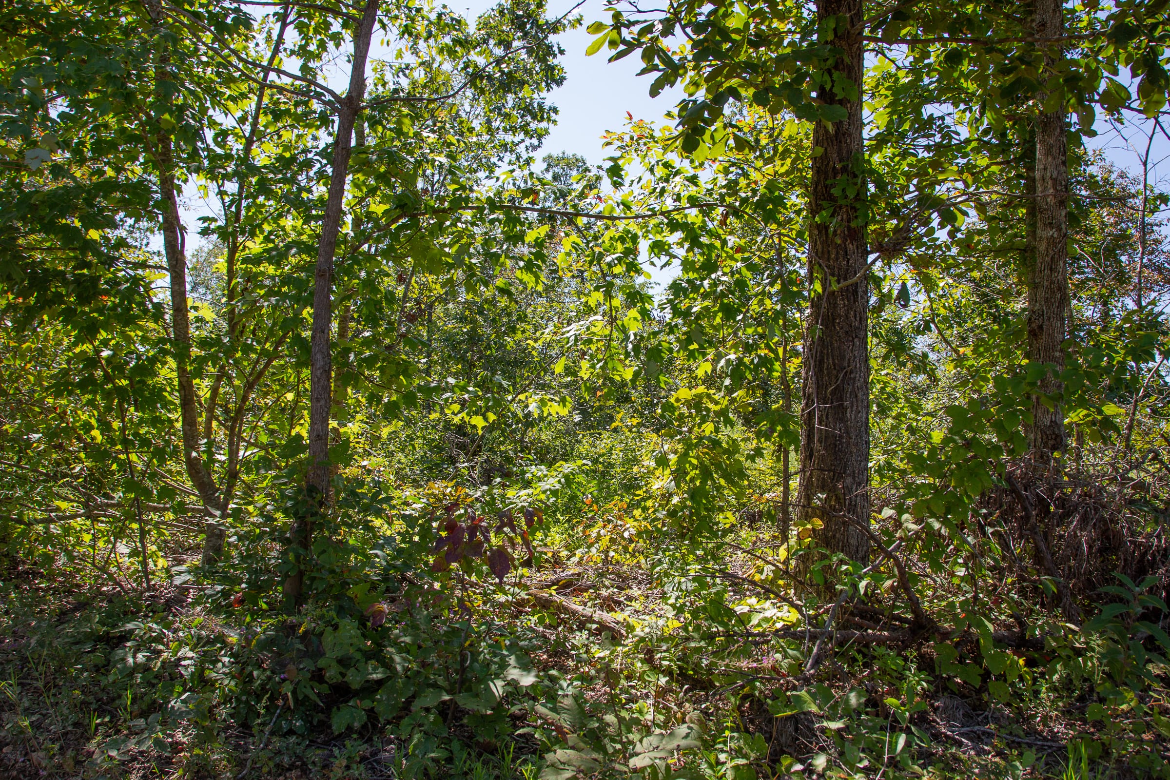 Borgmann’s Hollow Phase III Tract 88 photo 13