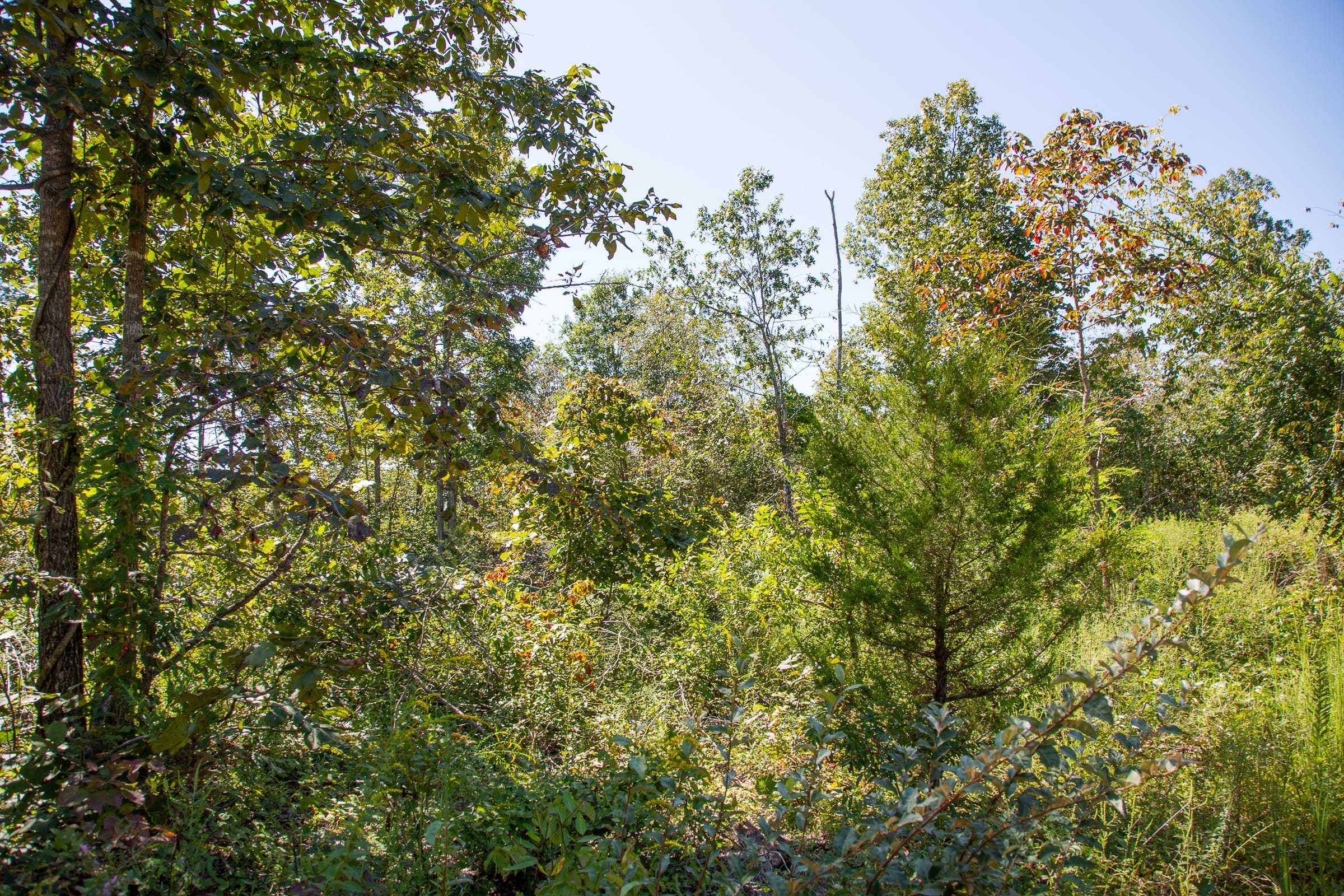 Borgmann’s Hollow Phase III Tract 88 photo 14