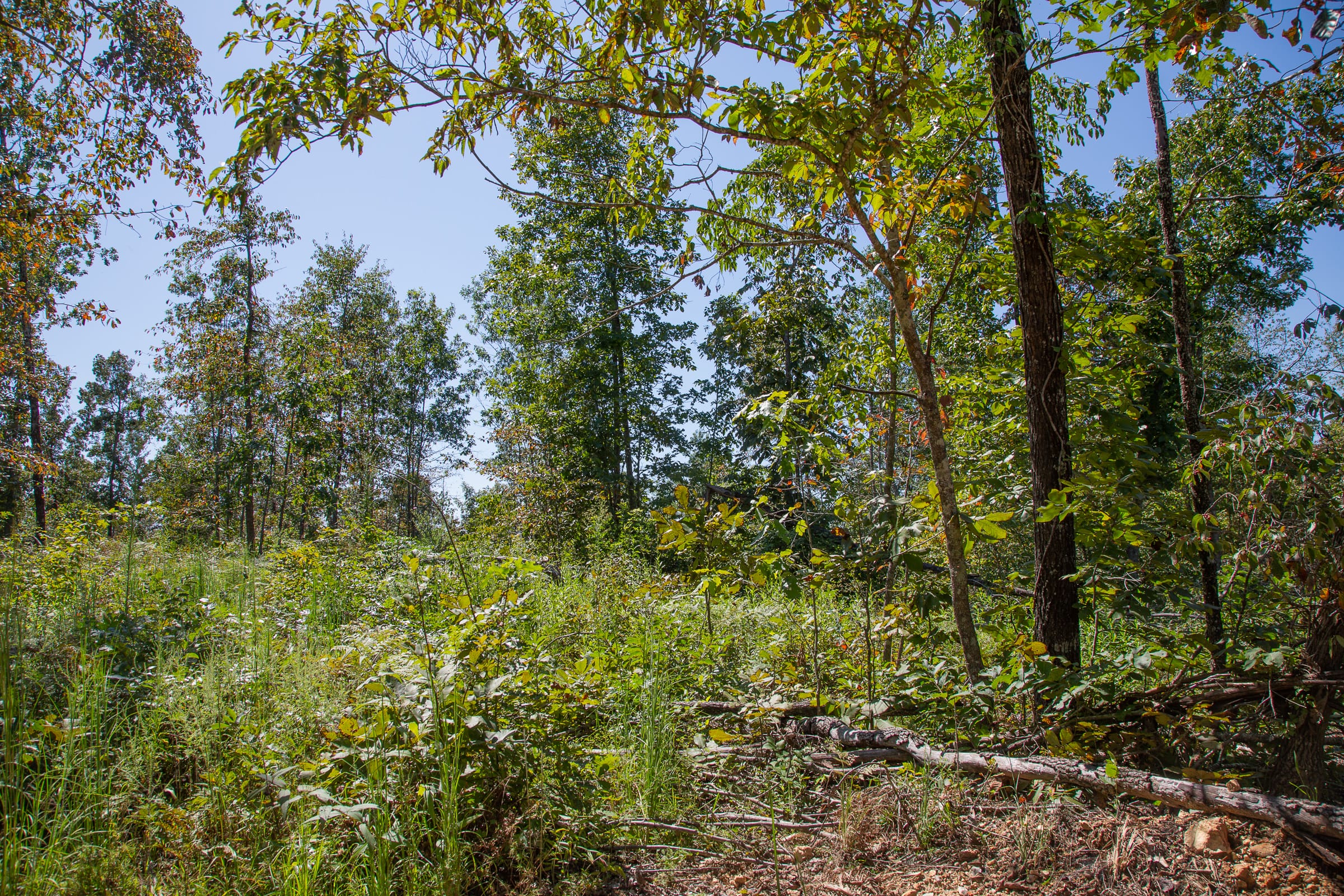 Borgmann’s Hollow Phase III Tract 88 photo 15