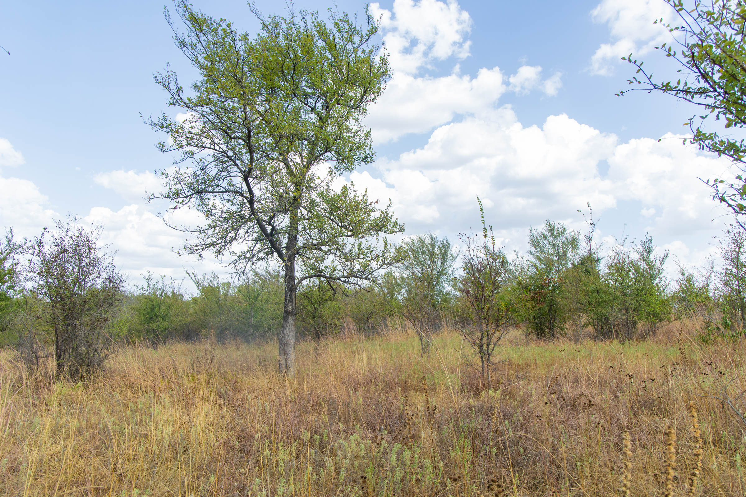Gracyn Meadows Tract 6 photo 18