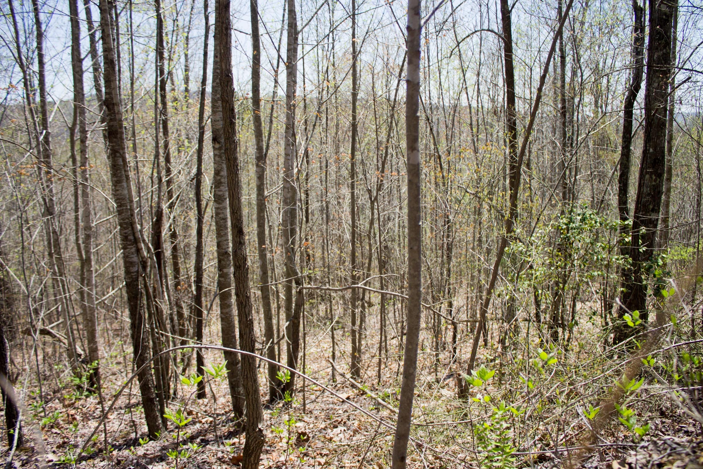 Hidden Hills Tract 8 photo 3