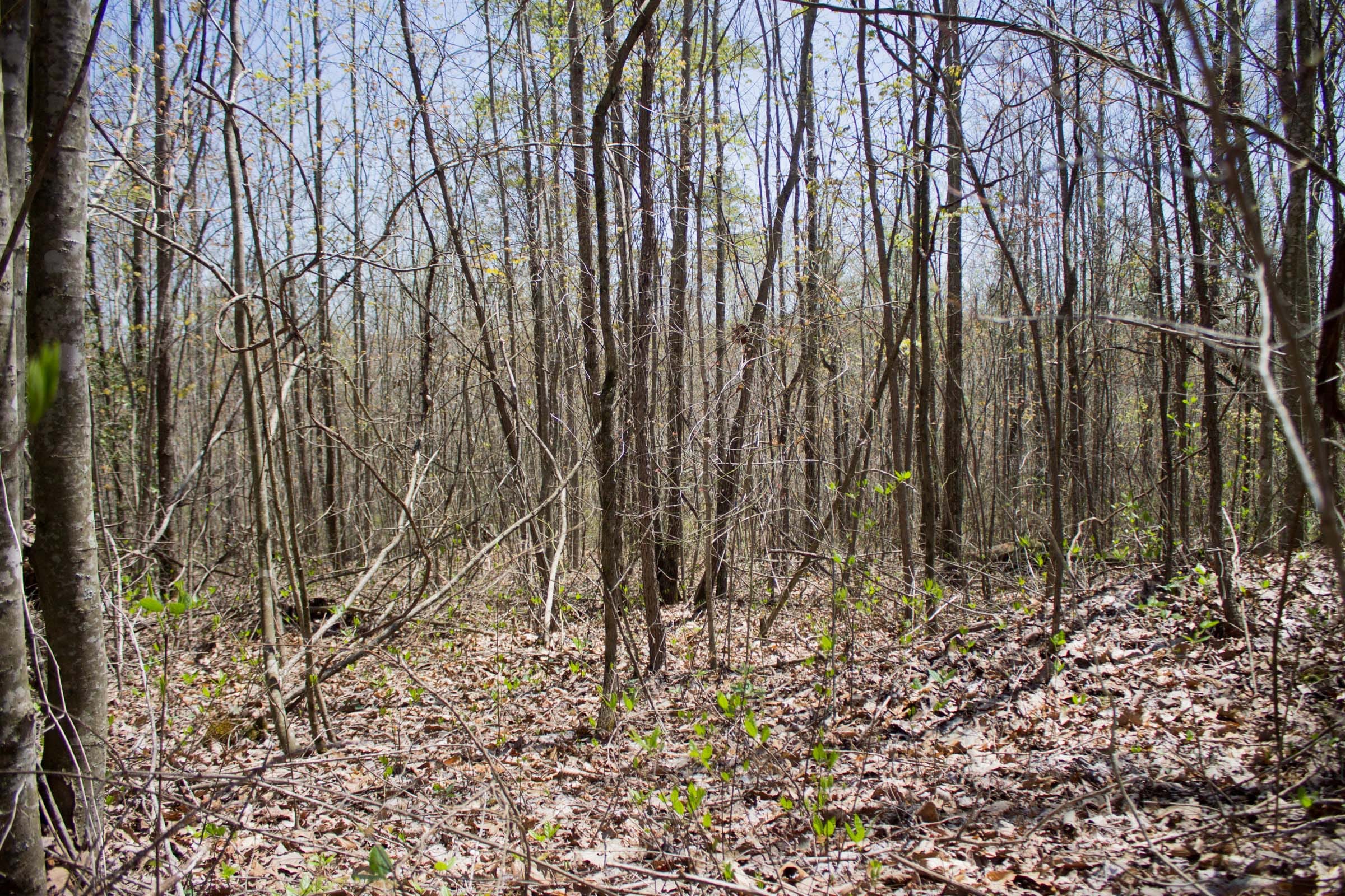 Hidden Hills Tract 8 photo 11
