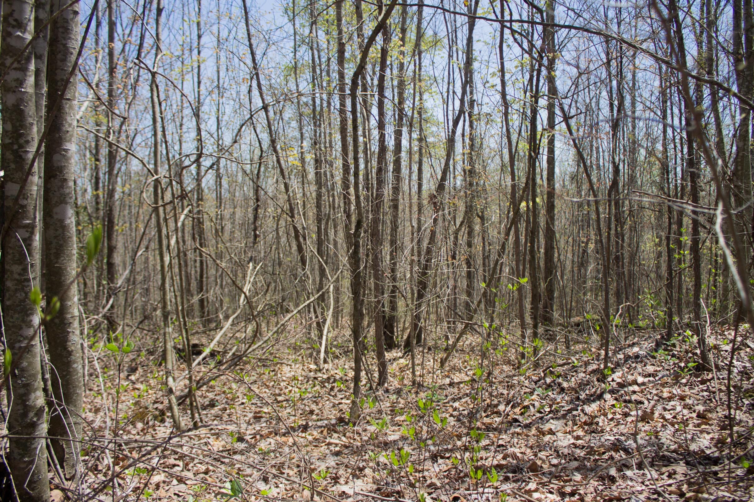 Hidden Hills Tract 8 photo 13