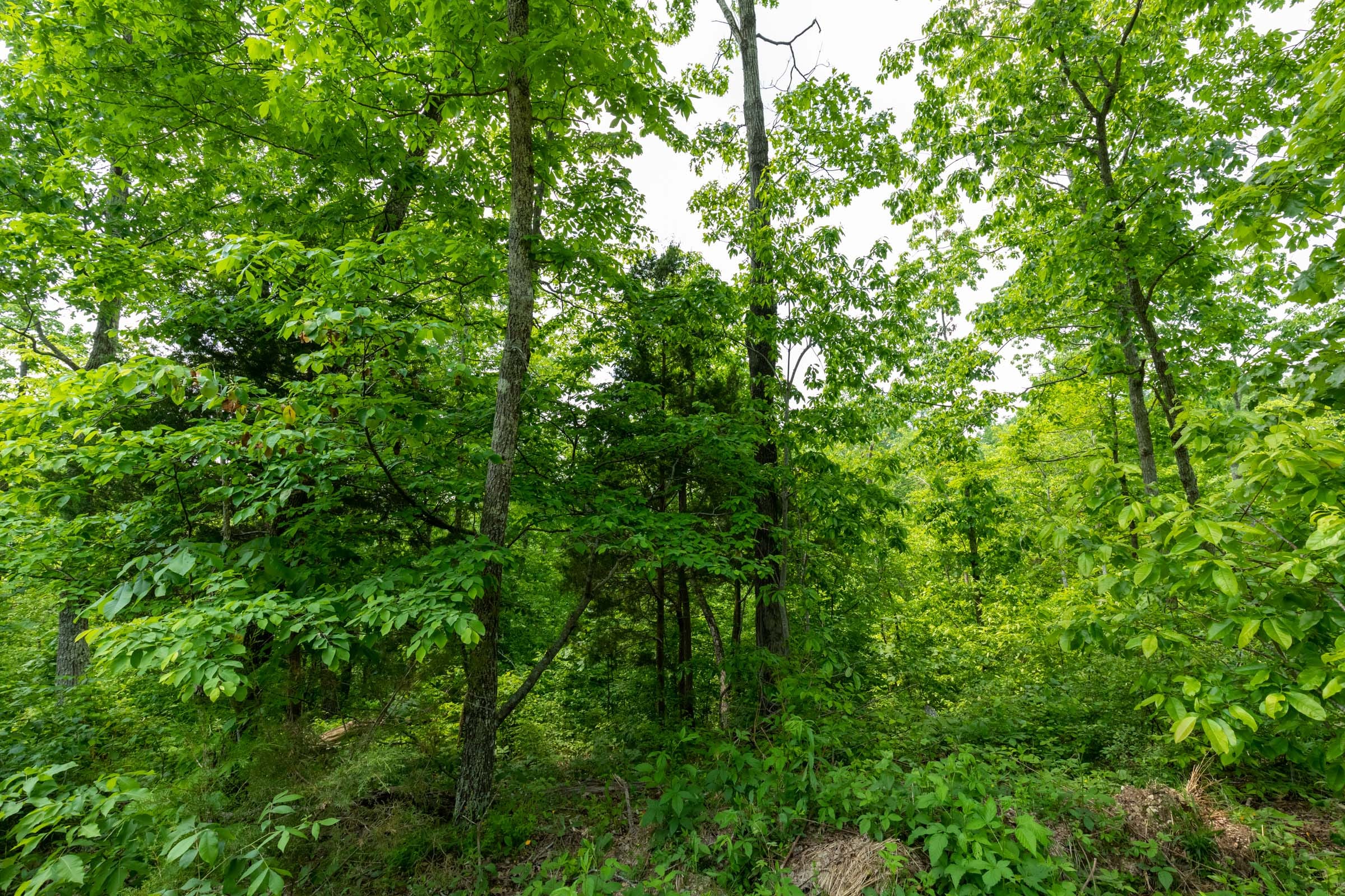 Cedar Creek Tract 19 photo 2