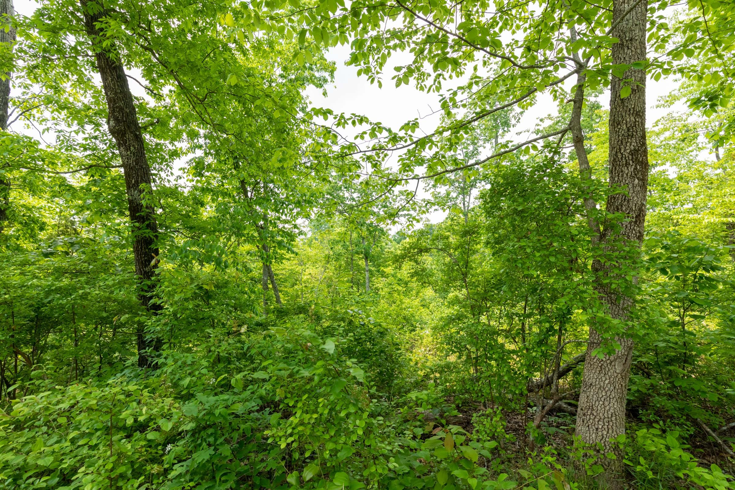 Cedar Creek Tract 19 photo 3