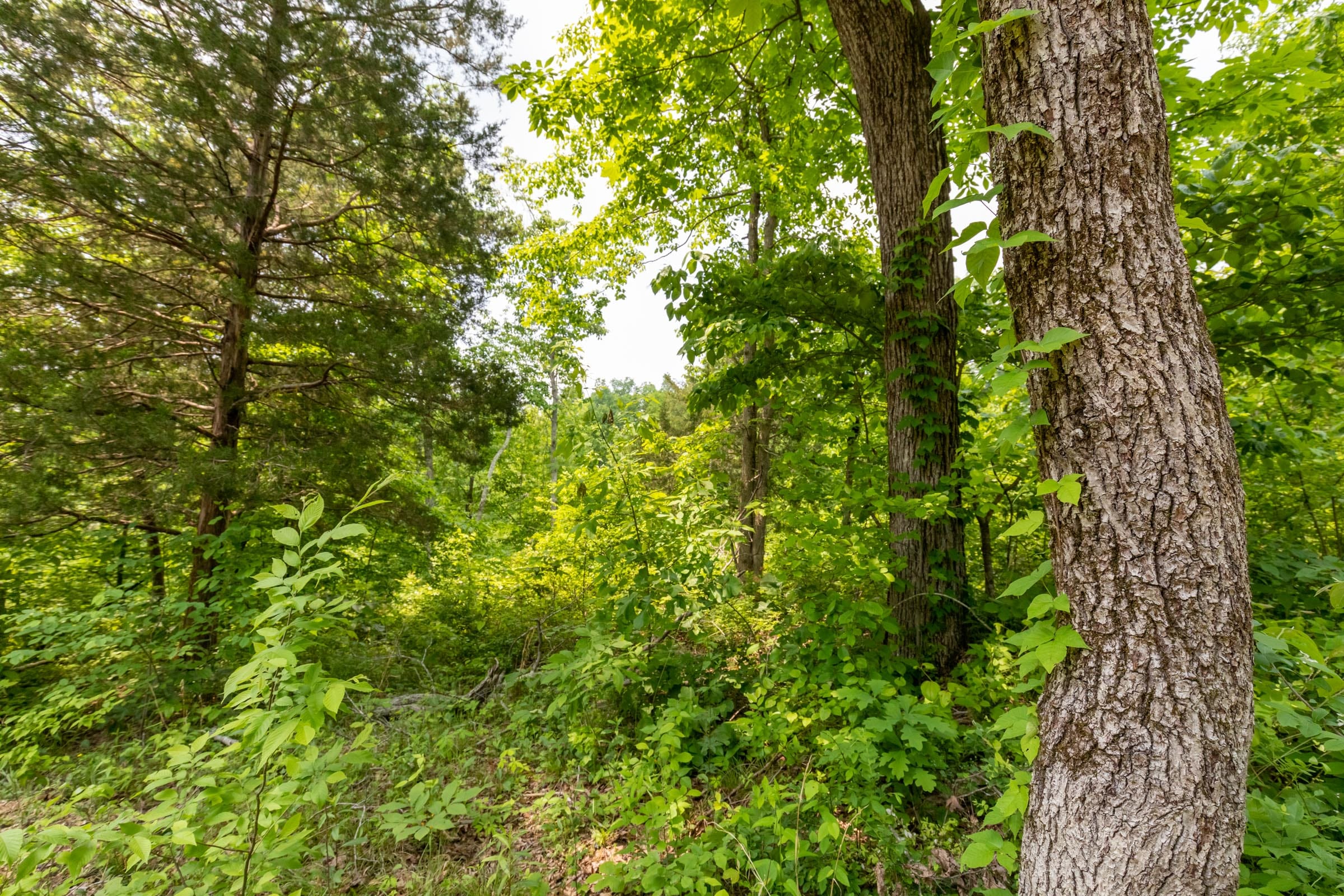 Cedar Creek Tract 19 photo 4
