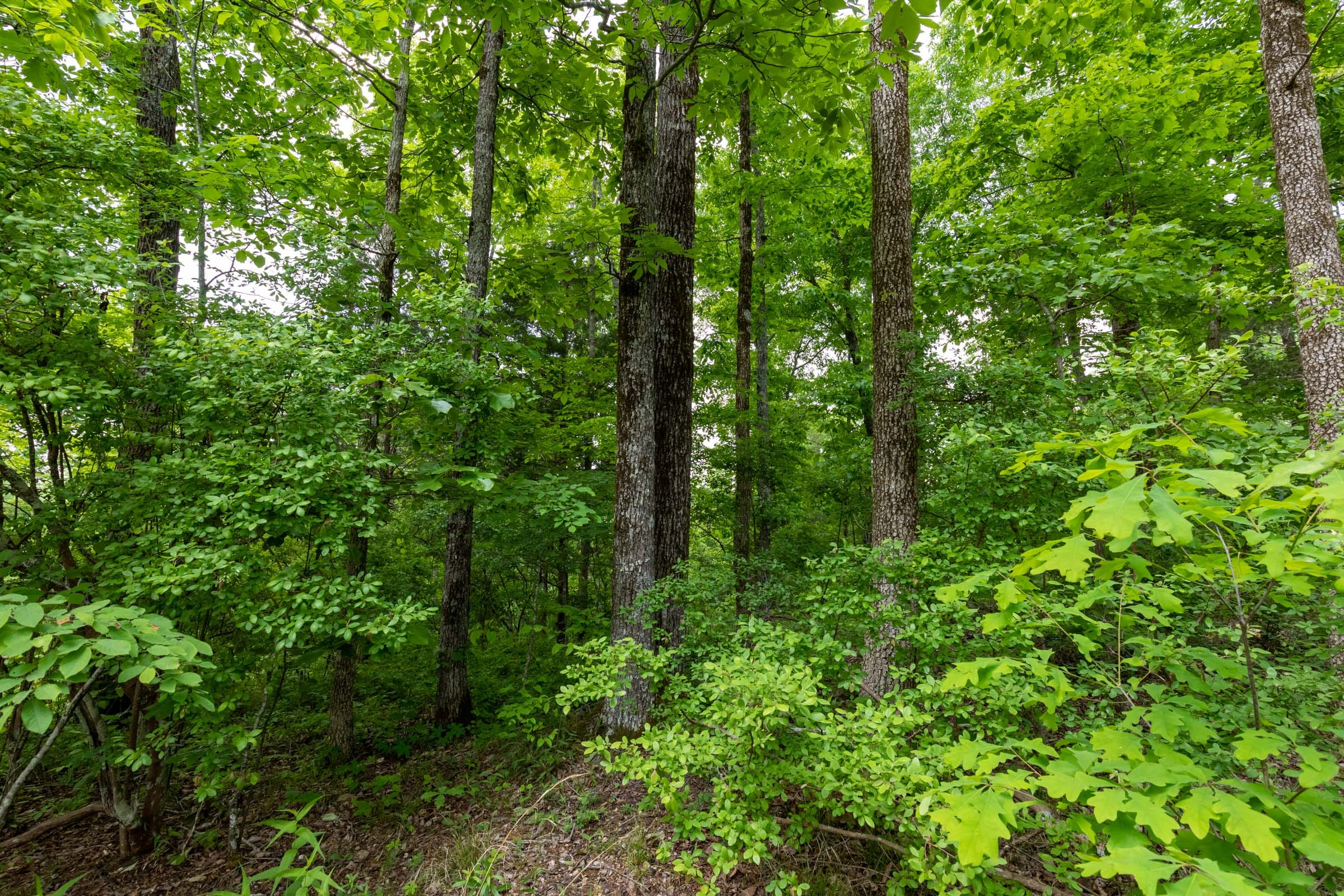 Cedar Creek Tract 19 photo 5