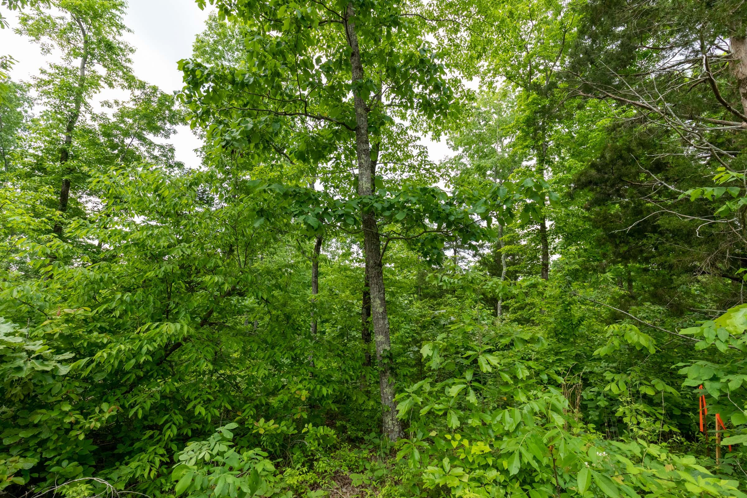 Cedar Creek Tract 19 photo 6