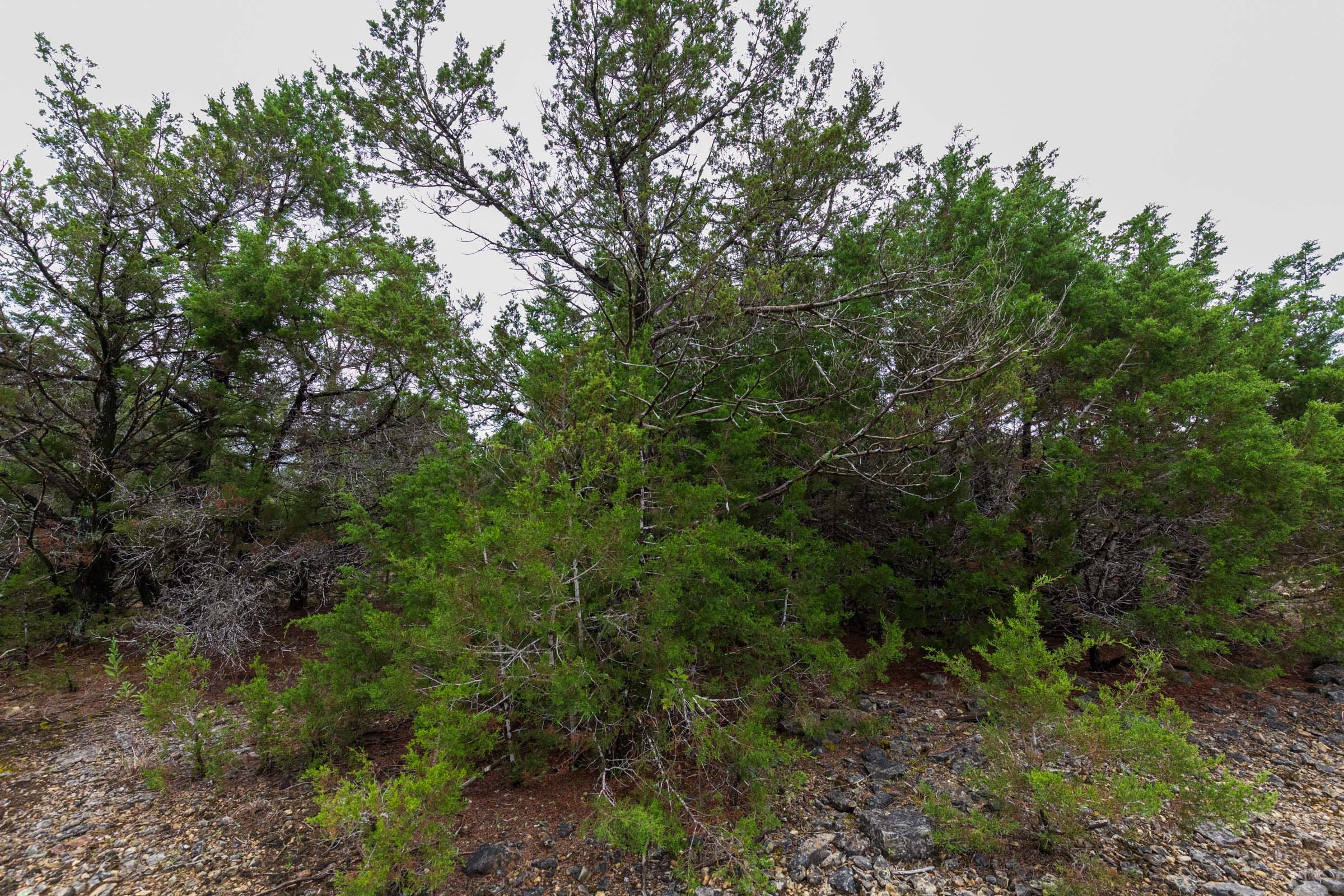 Heritage Bend Tract 44 photo 3