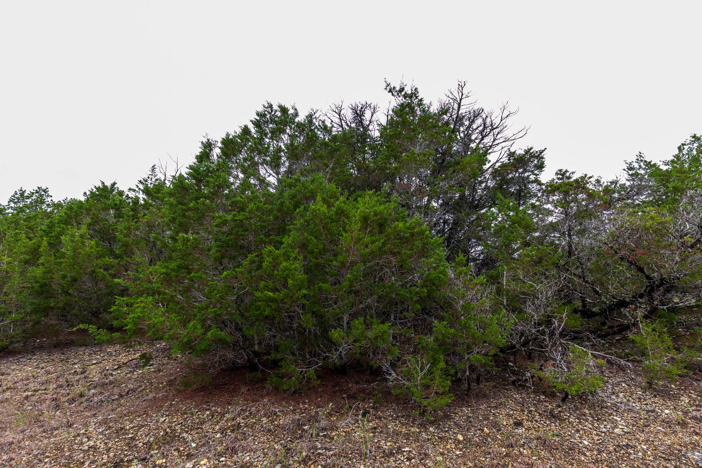 Heritage Bend Tract 44 photo 7