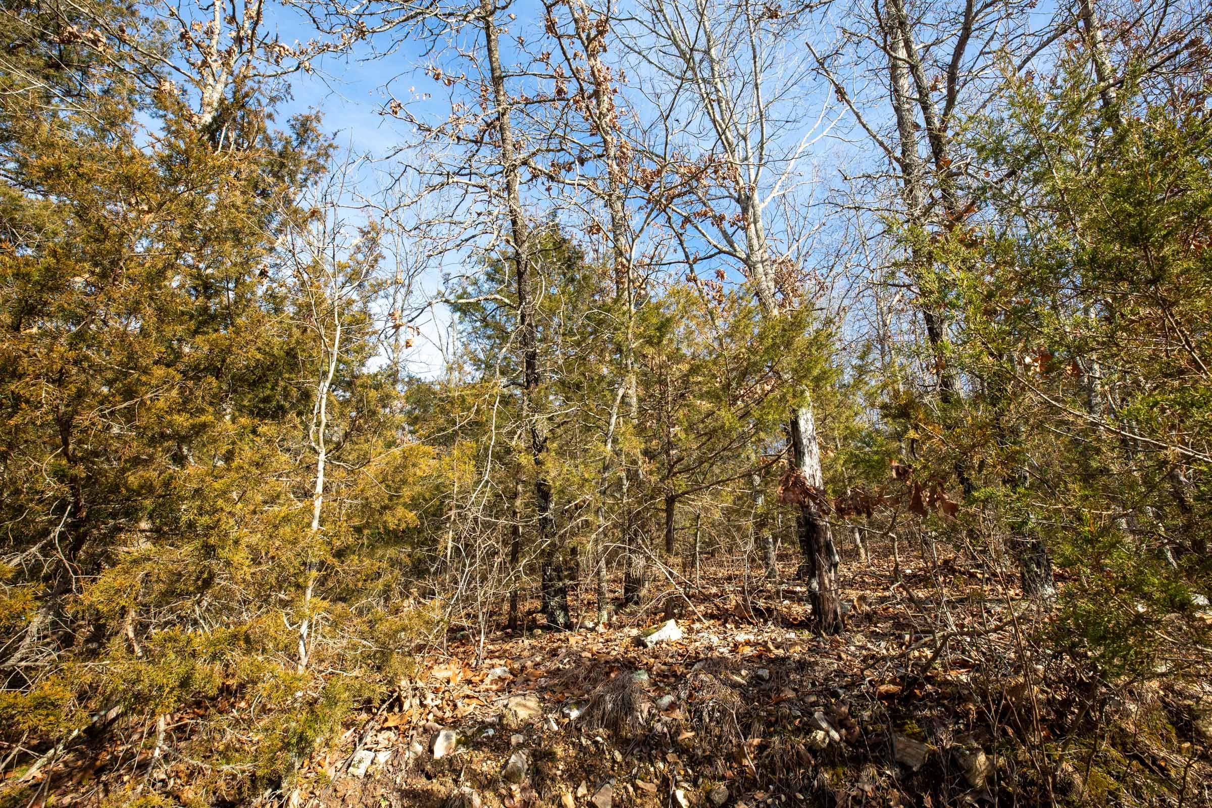 Forest Hill Tract 10 photo 4