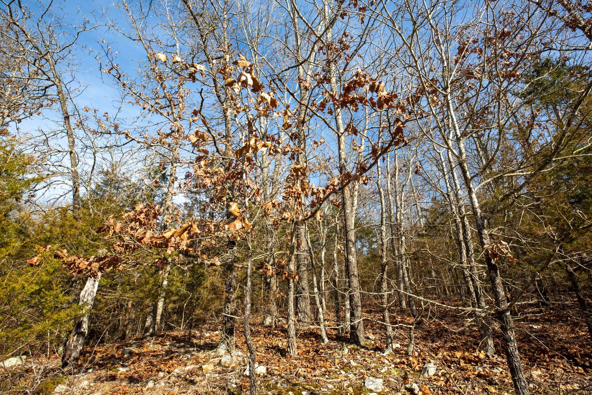 Forest Hill Tract 10 photo 3