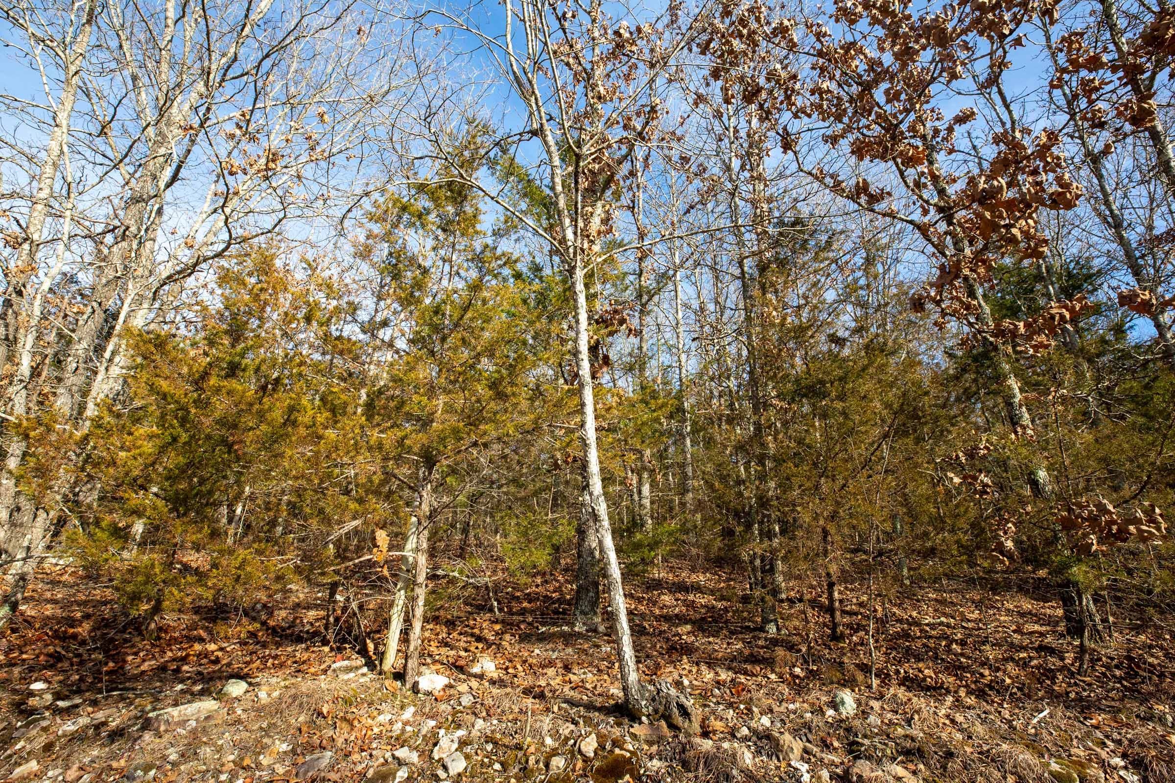 Forest Hill Tract 10 photo 2