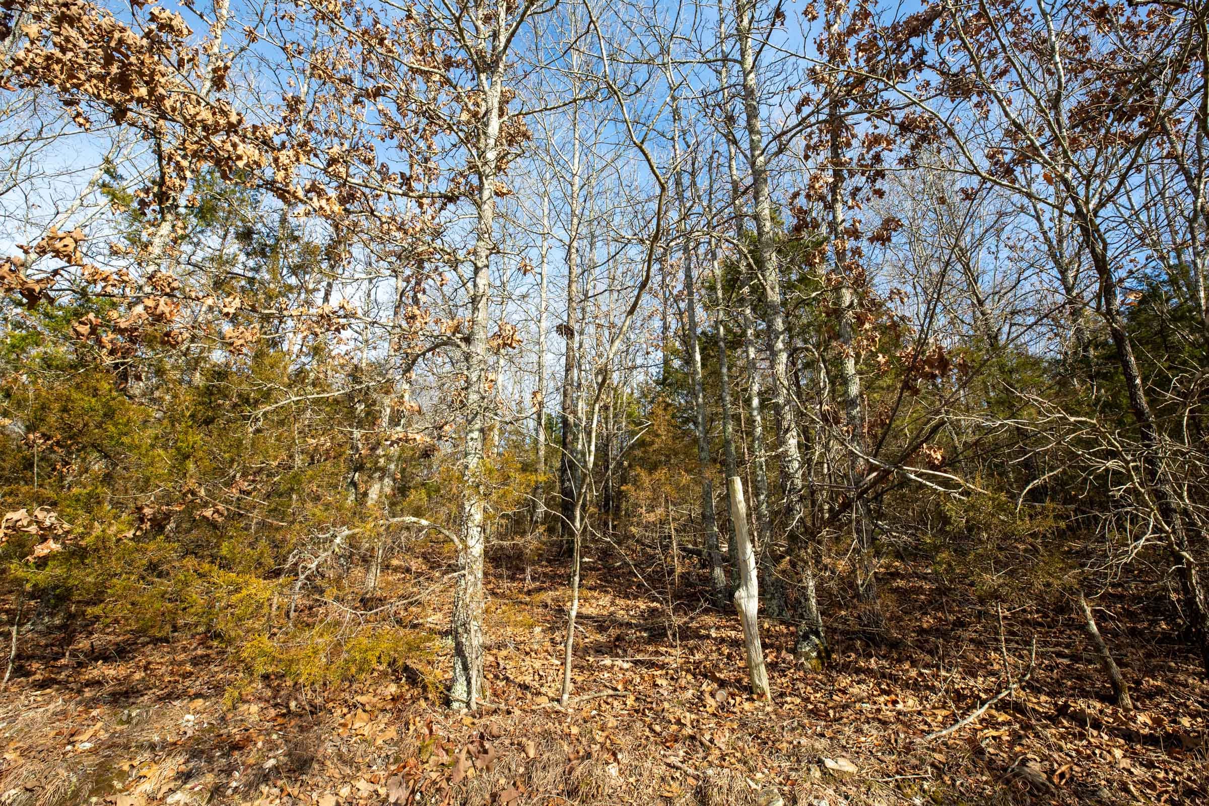 Forest Hill Tract 10 photo 6