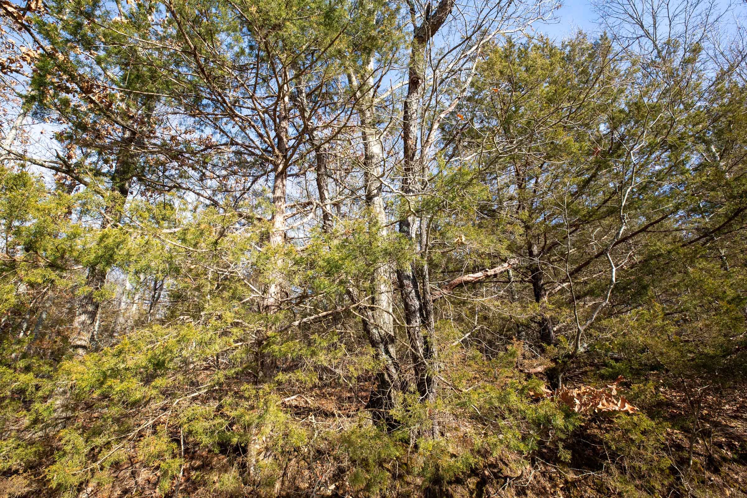 Forest Hill Tract 10 photo 7