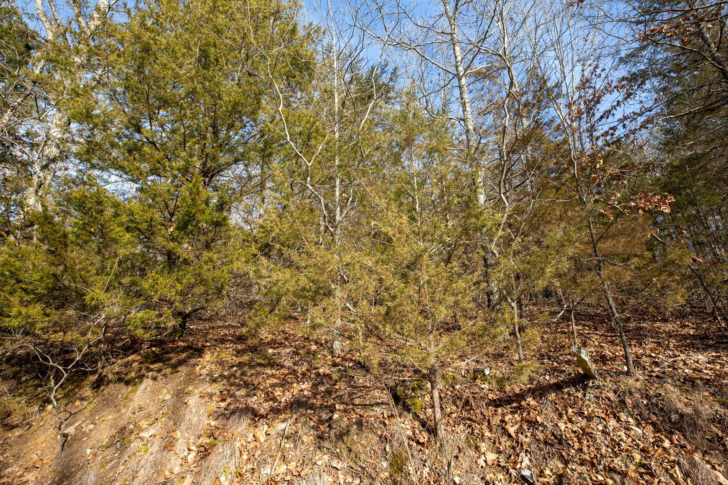 Forest Hill Tract 10 photo 8