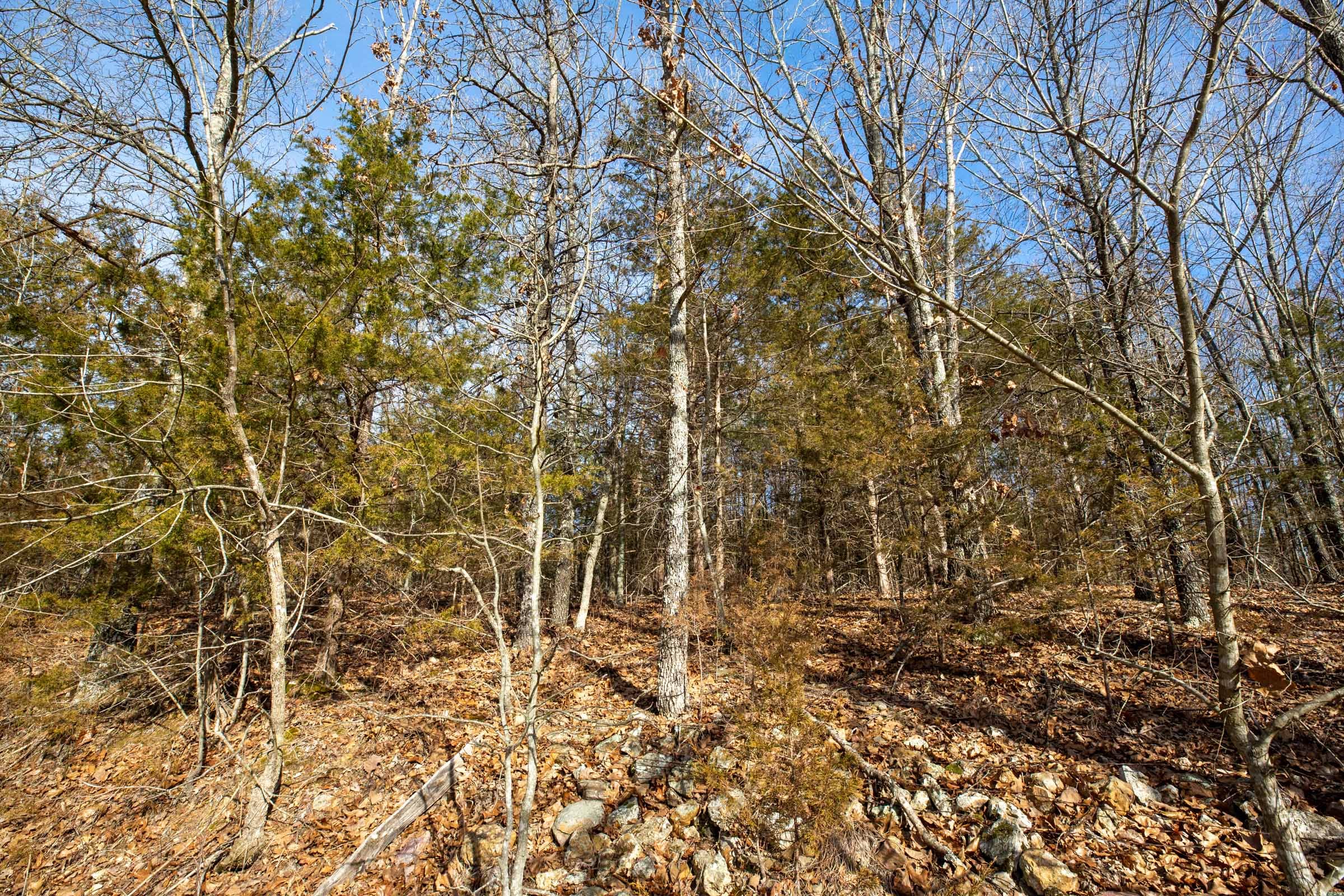 Forest Hill Tract 10 photo 9